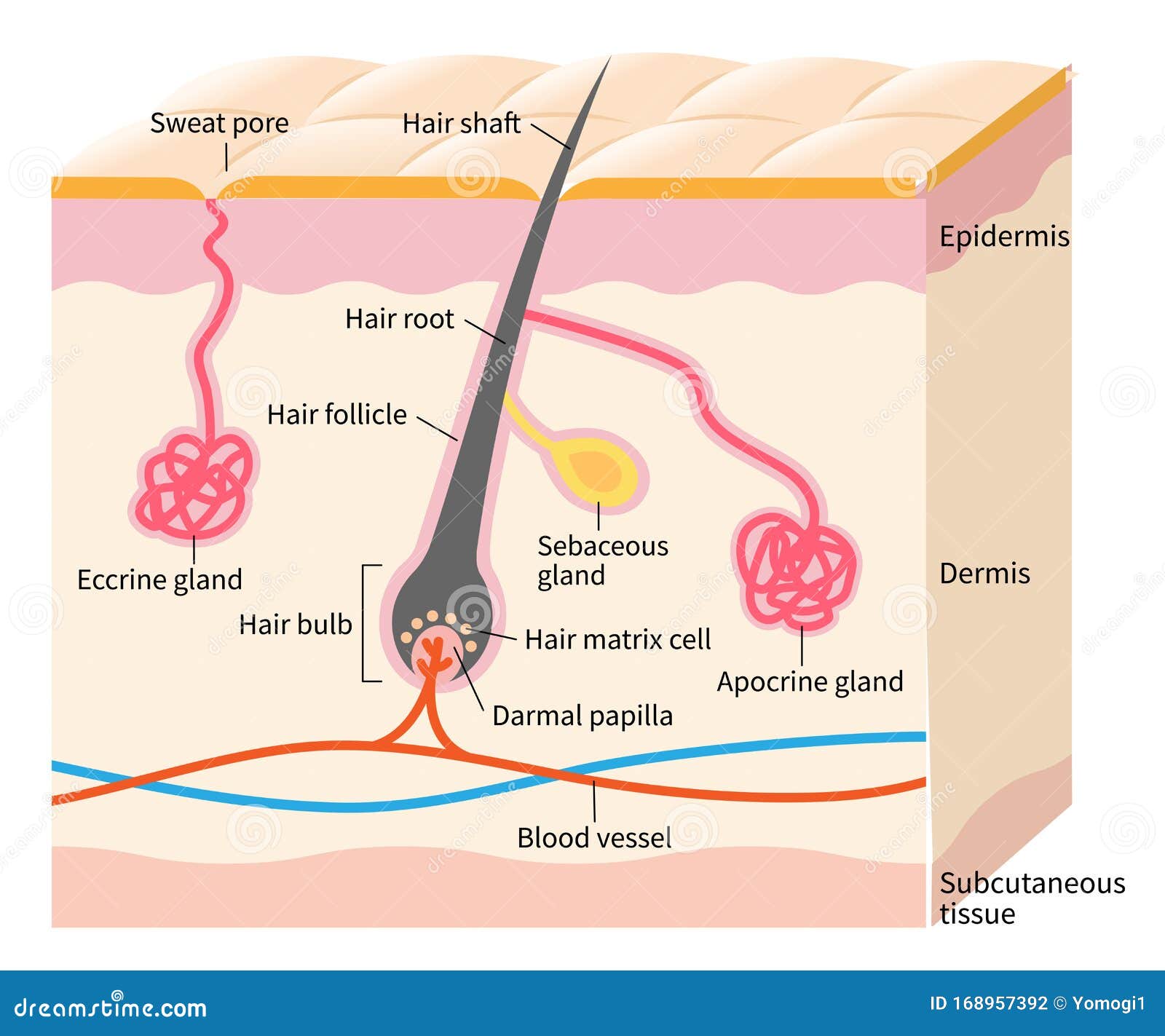 Structure Apocrine Sweat Gland Infographics Vector Illustration On