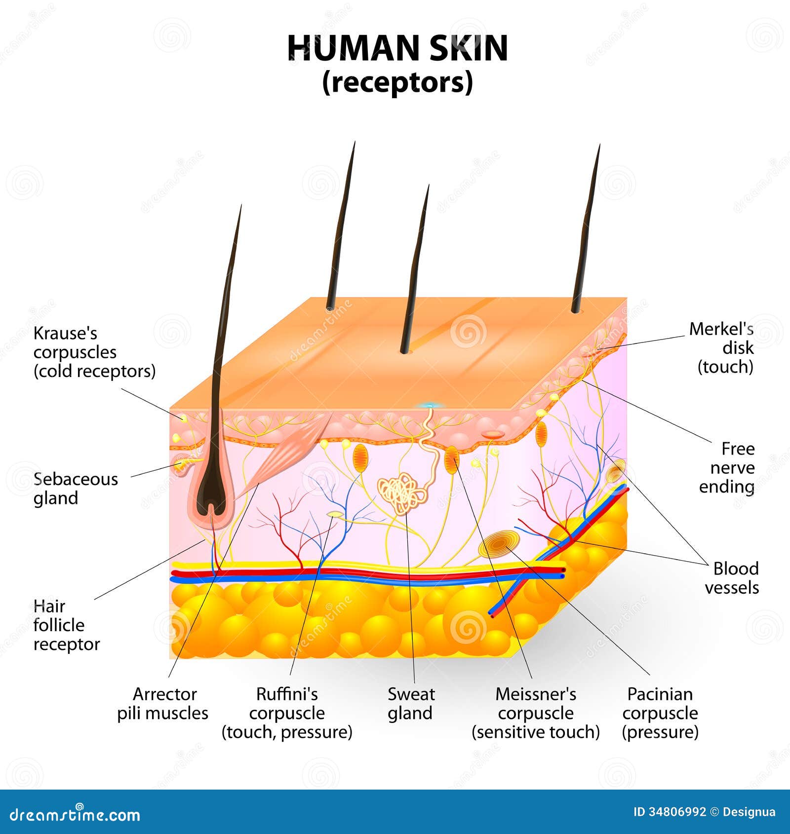human skin layer  cross section