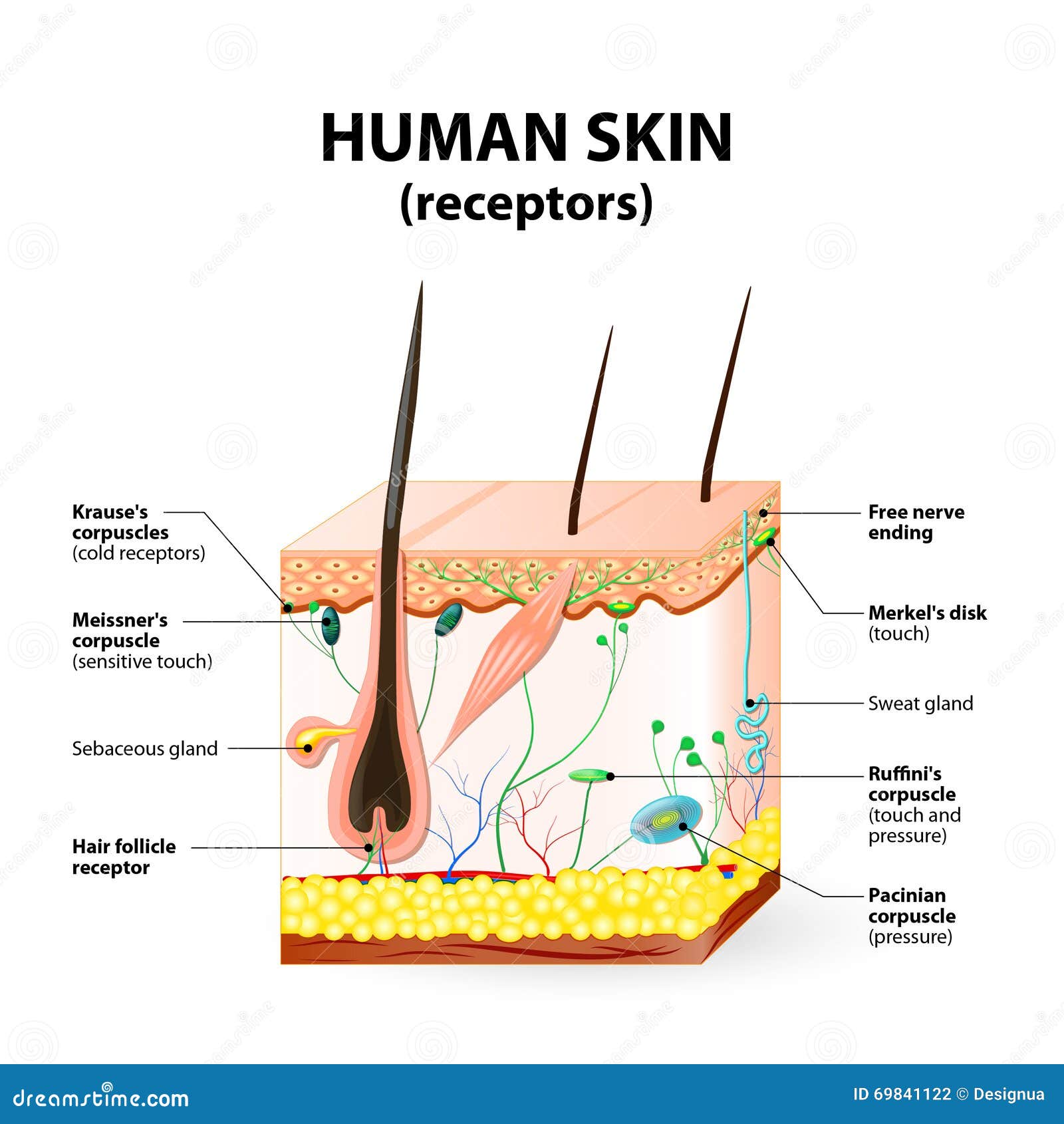 human skin clipart - photo #46