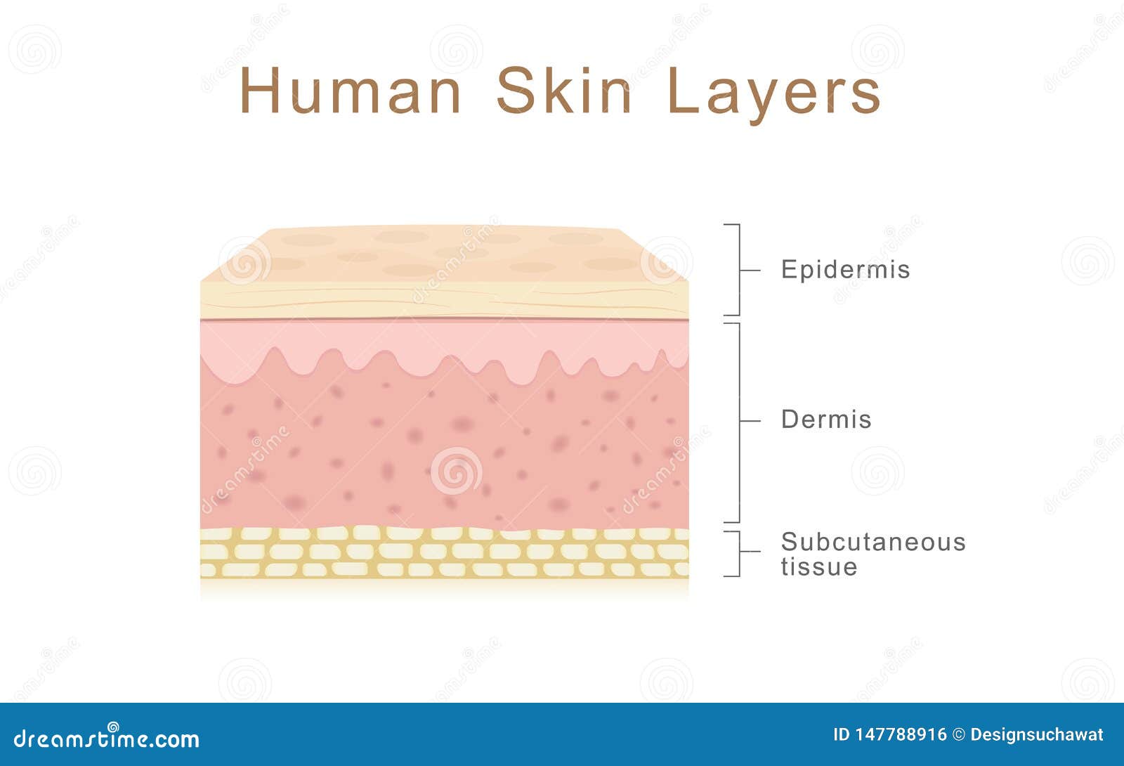 Layers Of The Skin Anatomy Biology Diagrams