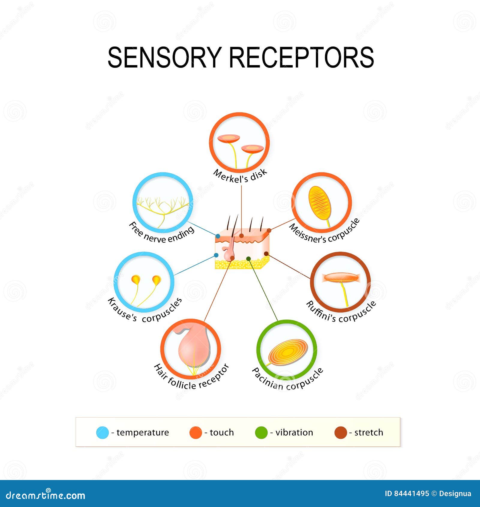 human skin and sensory receptors.