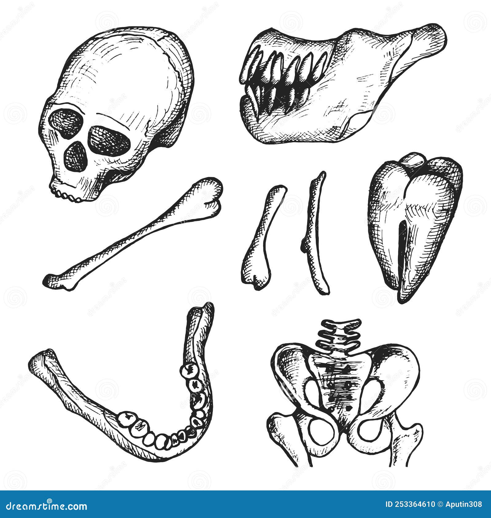 Human Skull and Bones. Archaeologist Vector Stock Vector Illustration