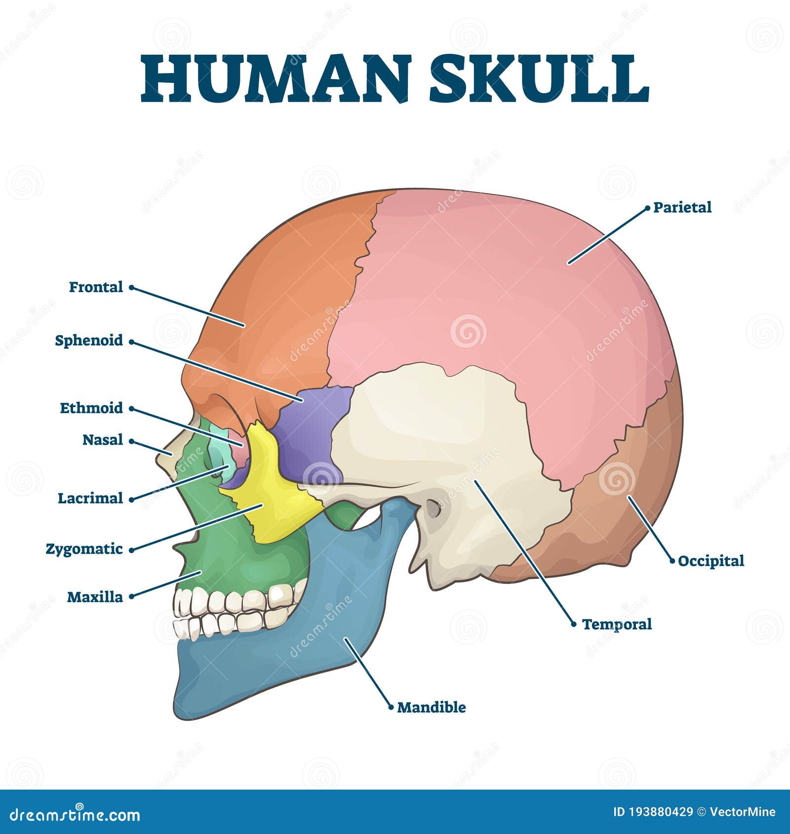 The Skull: Names of Bones in the Head, with Anatomy, & Labeled Diagram