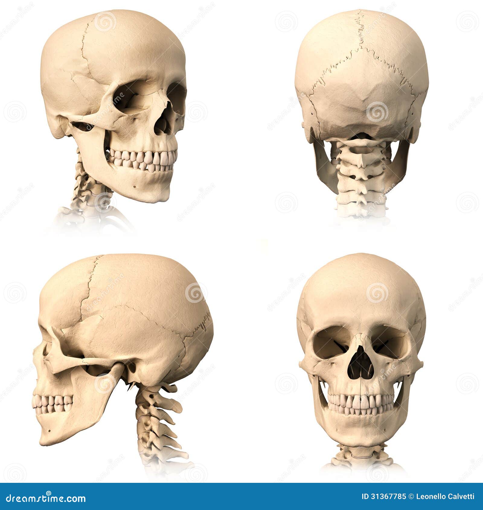 Human Skull Four Views Stock Illustration Illustration Of Yellow