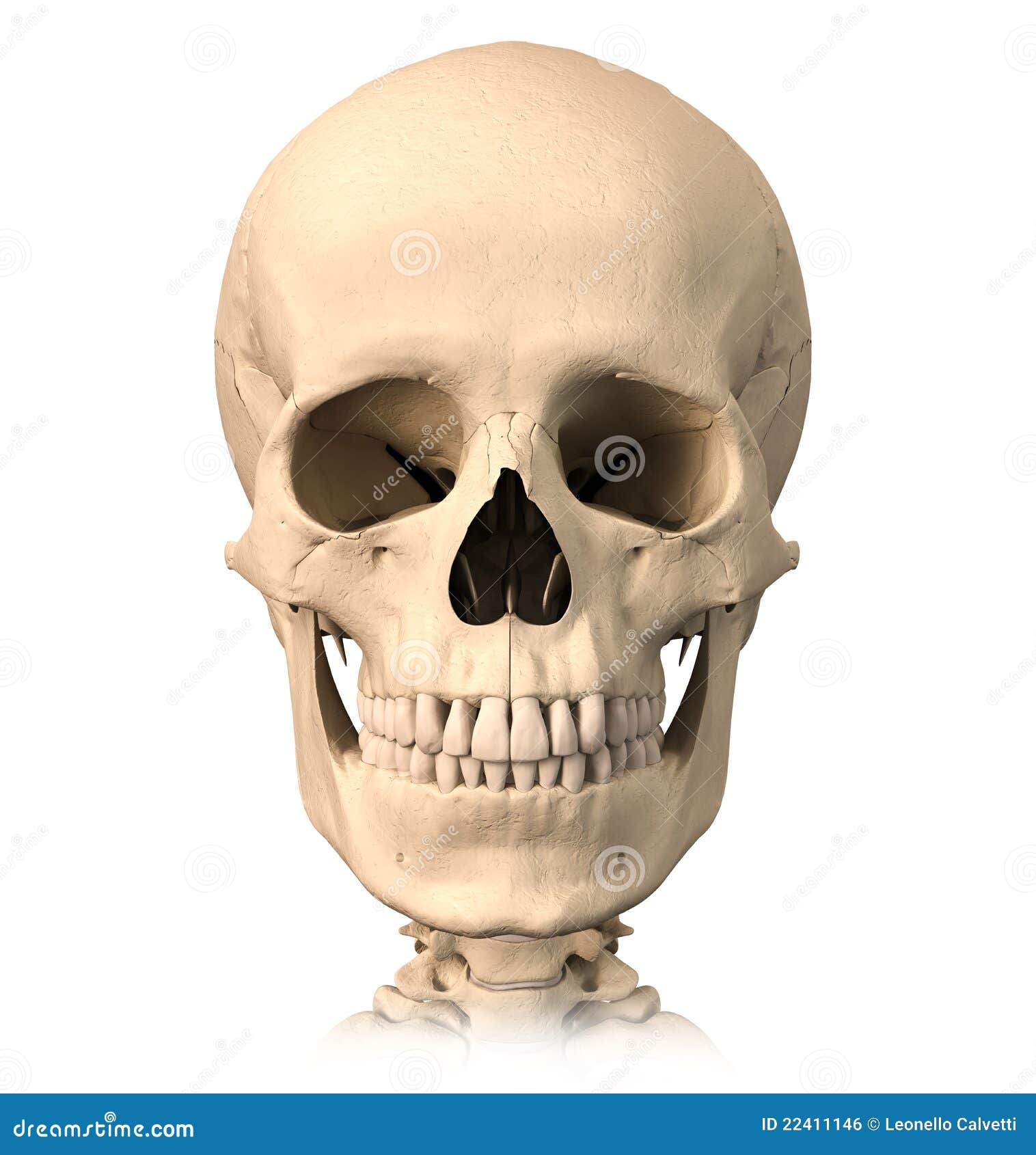 skull front profile