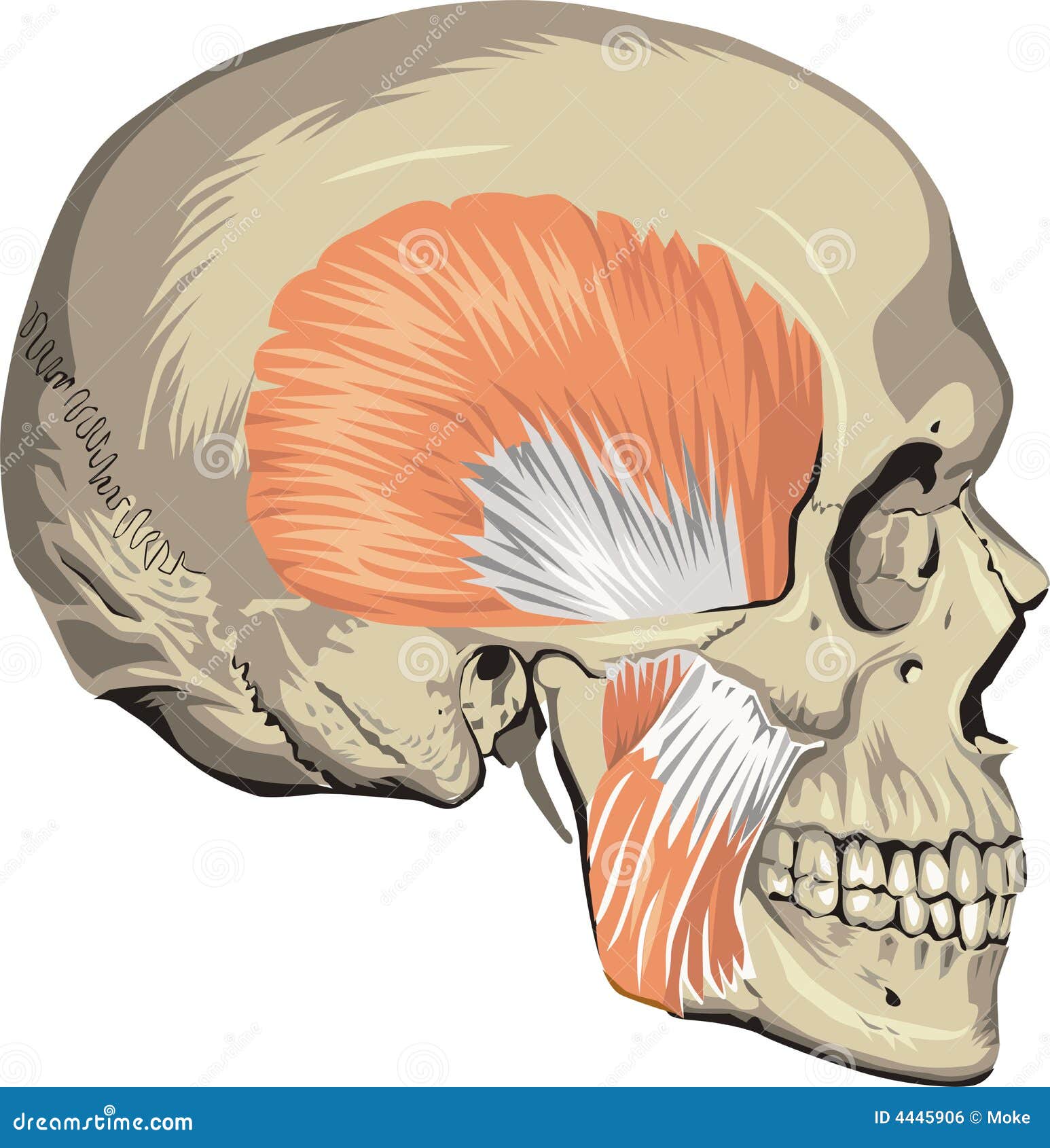 Human skull muscles stock vector. Illustration of background - 4445906