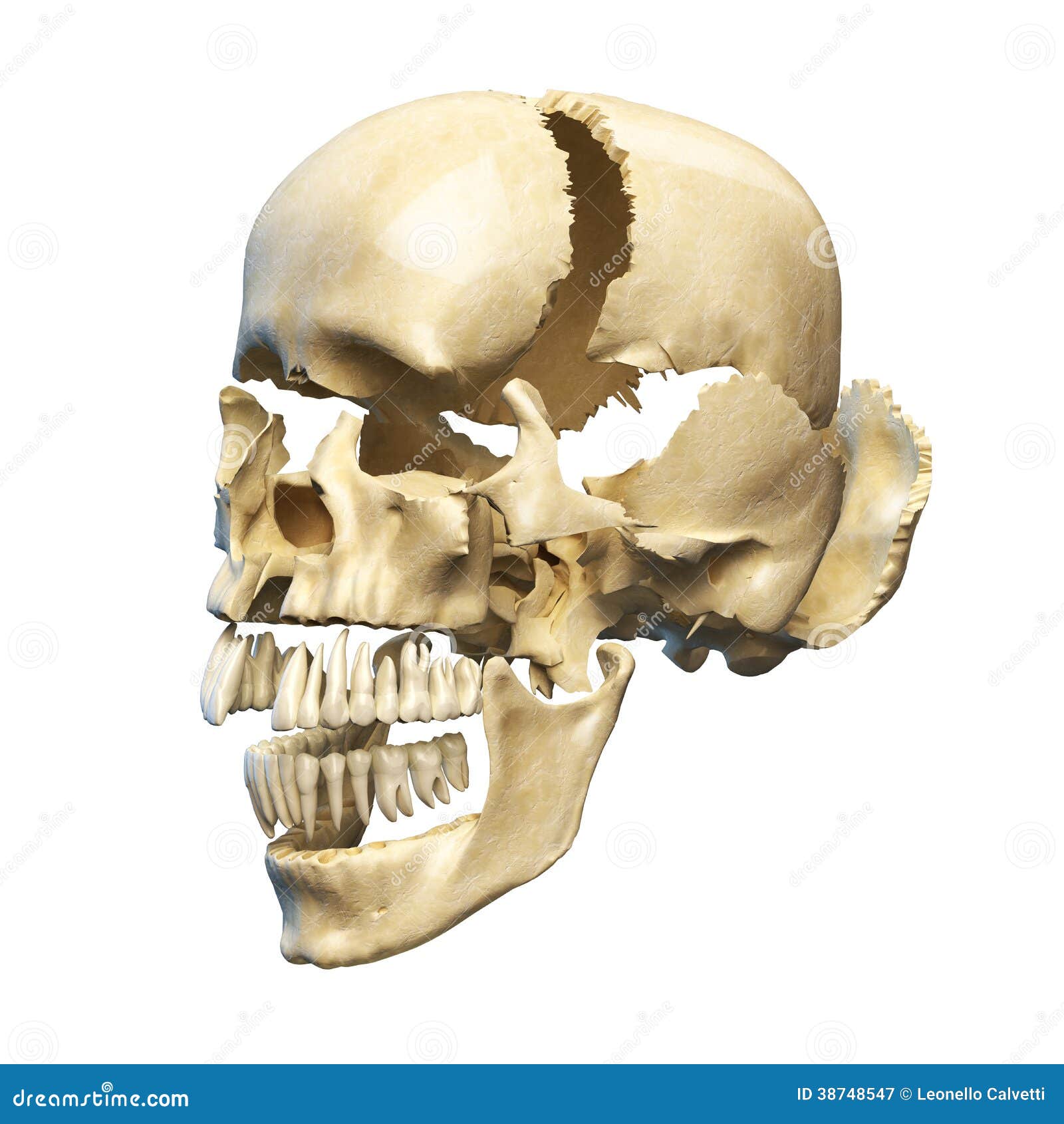 Human Skull With Parts Exploded. Stock Illustration - Illustration of