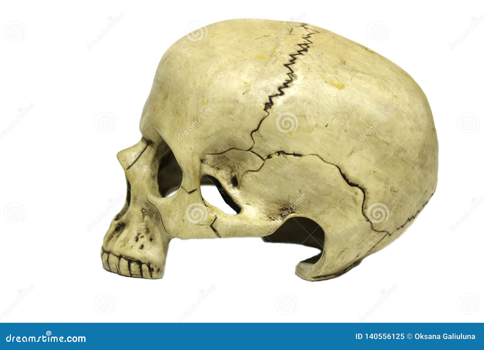 human skull profile