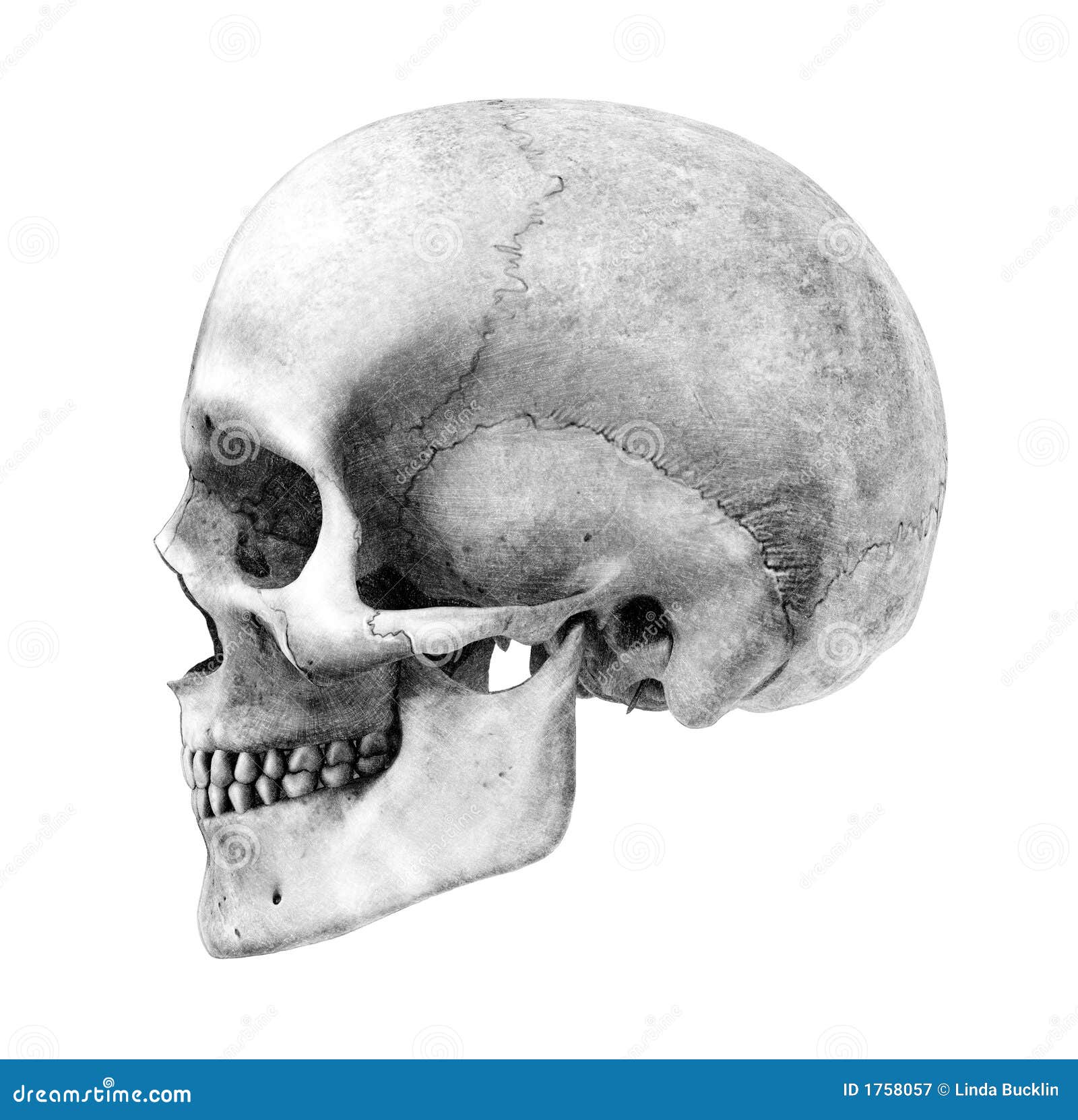 Single sketch  human skull side view Royalty Free Vector