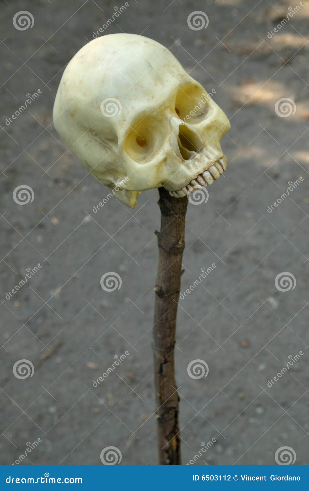Human skull on stick stock photo. Image of physiology - 6503112