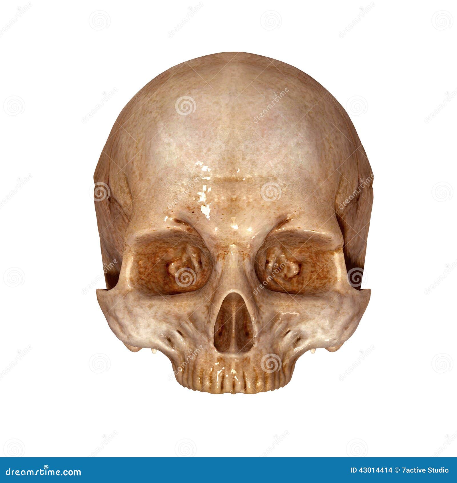 Human Skull Upper Part Stock Illustration - Image: 43014414