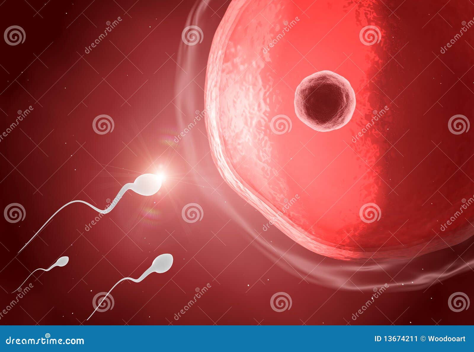 Sperm to ova outside the body