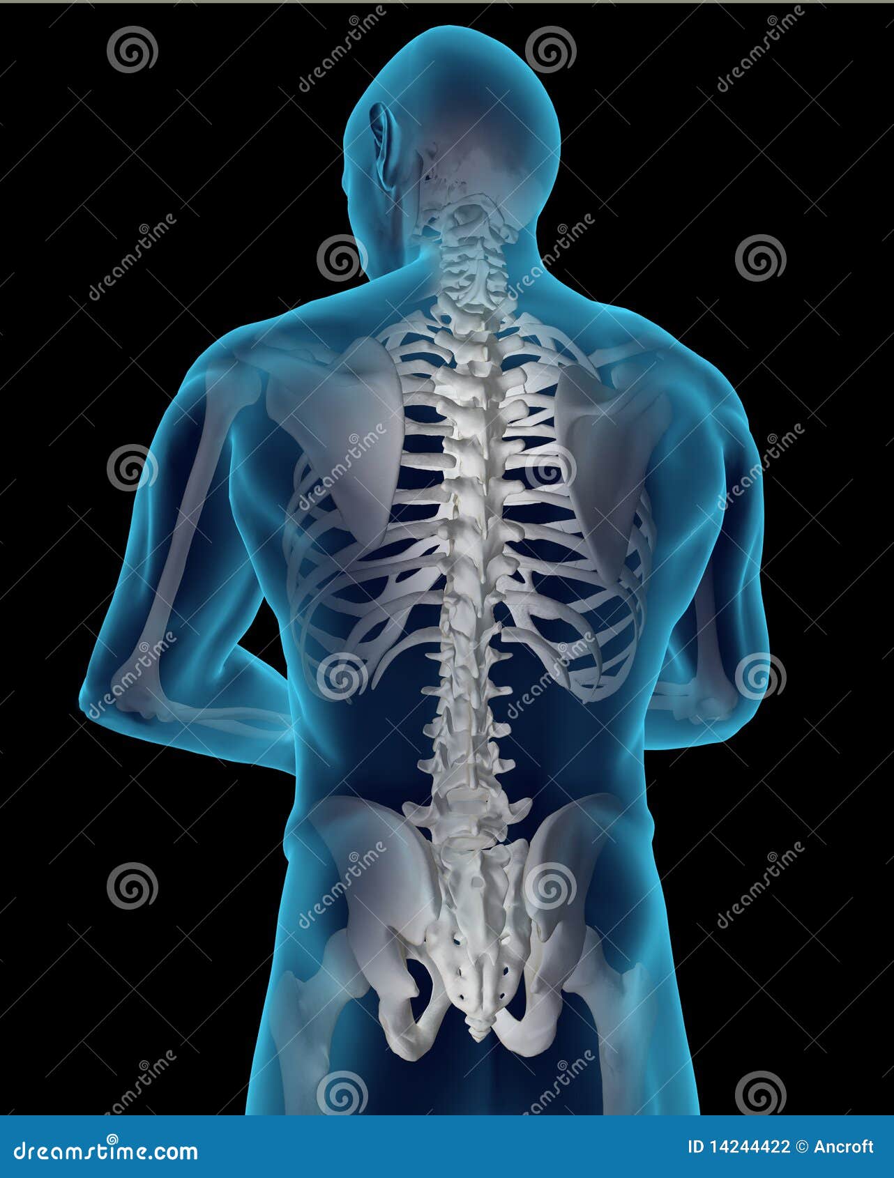 Human Spine Stock Illustration  Illustration Of Animal