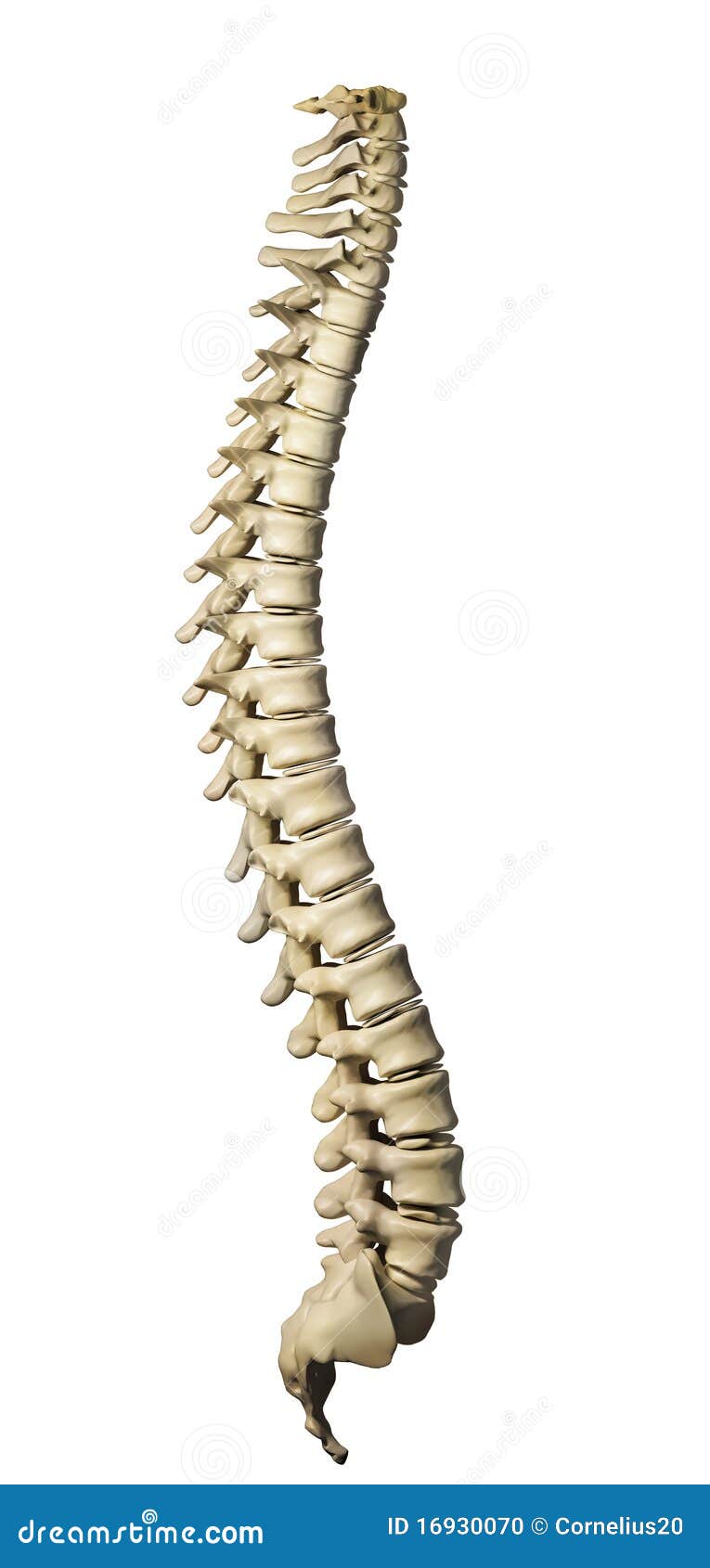 Human Spine Stock Photo - Image: 16930070