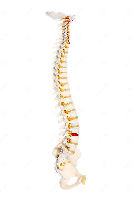 Human spine stock image image of anatomy isolated spine 17044527