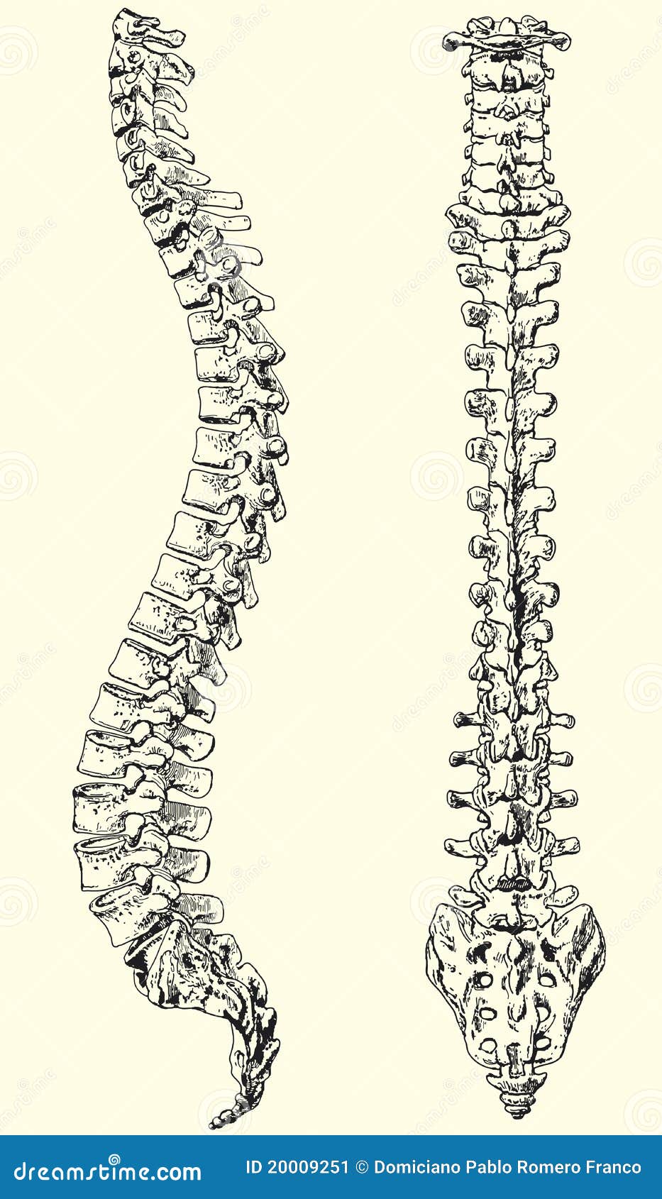 Human spine stock vector. Illustration of anatomical - 20009251