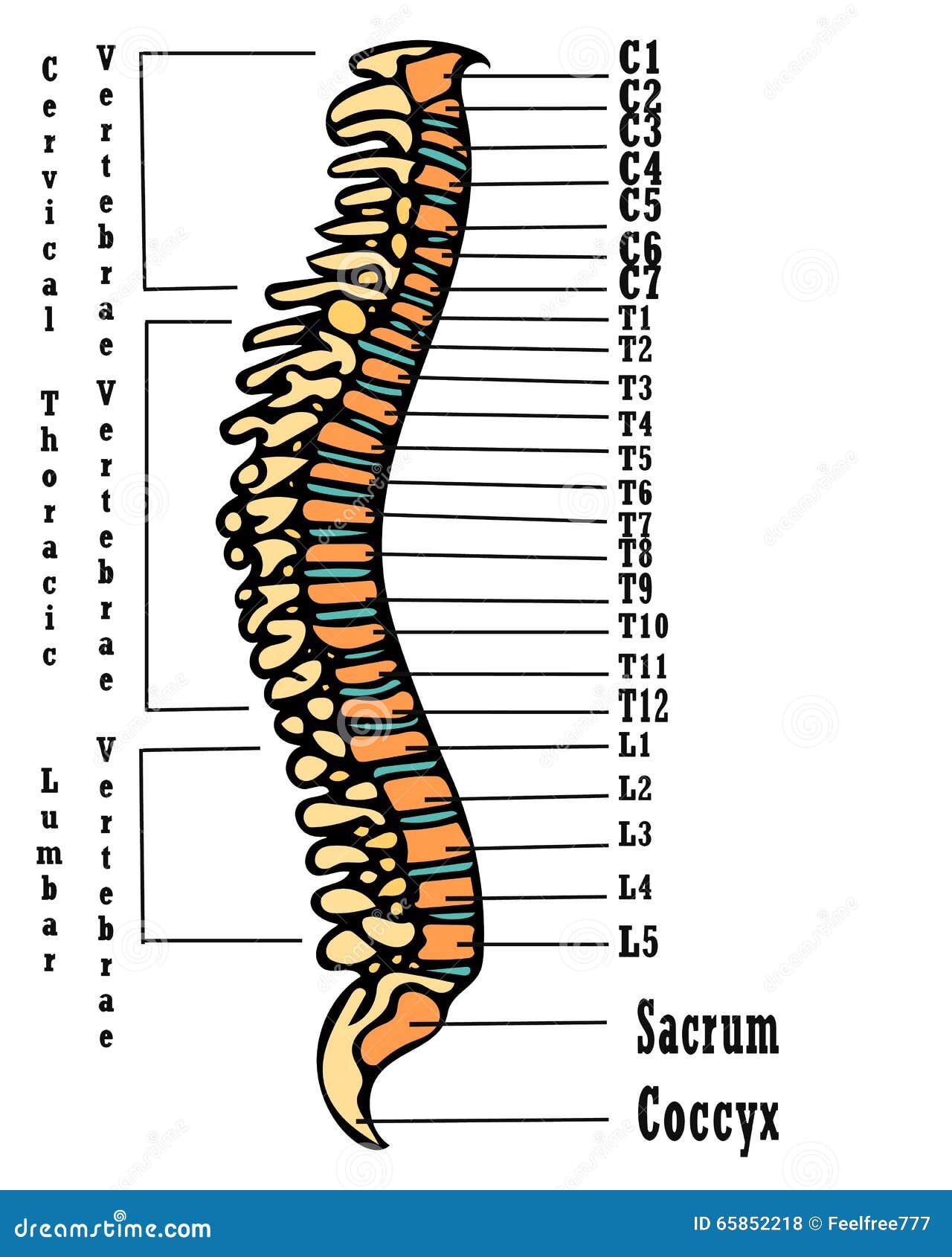 Side view of a human spinal column made of 33 bones with the parts  labelled cervical thoracic lumbar and coccyx vintage line drawing or  engravin Stock Vector Image  Art  Alamy