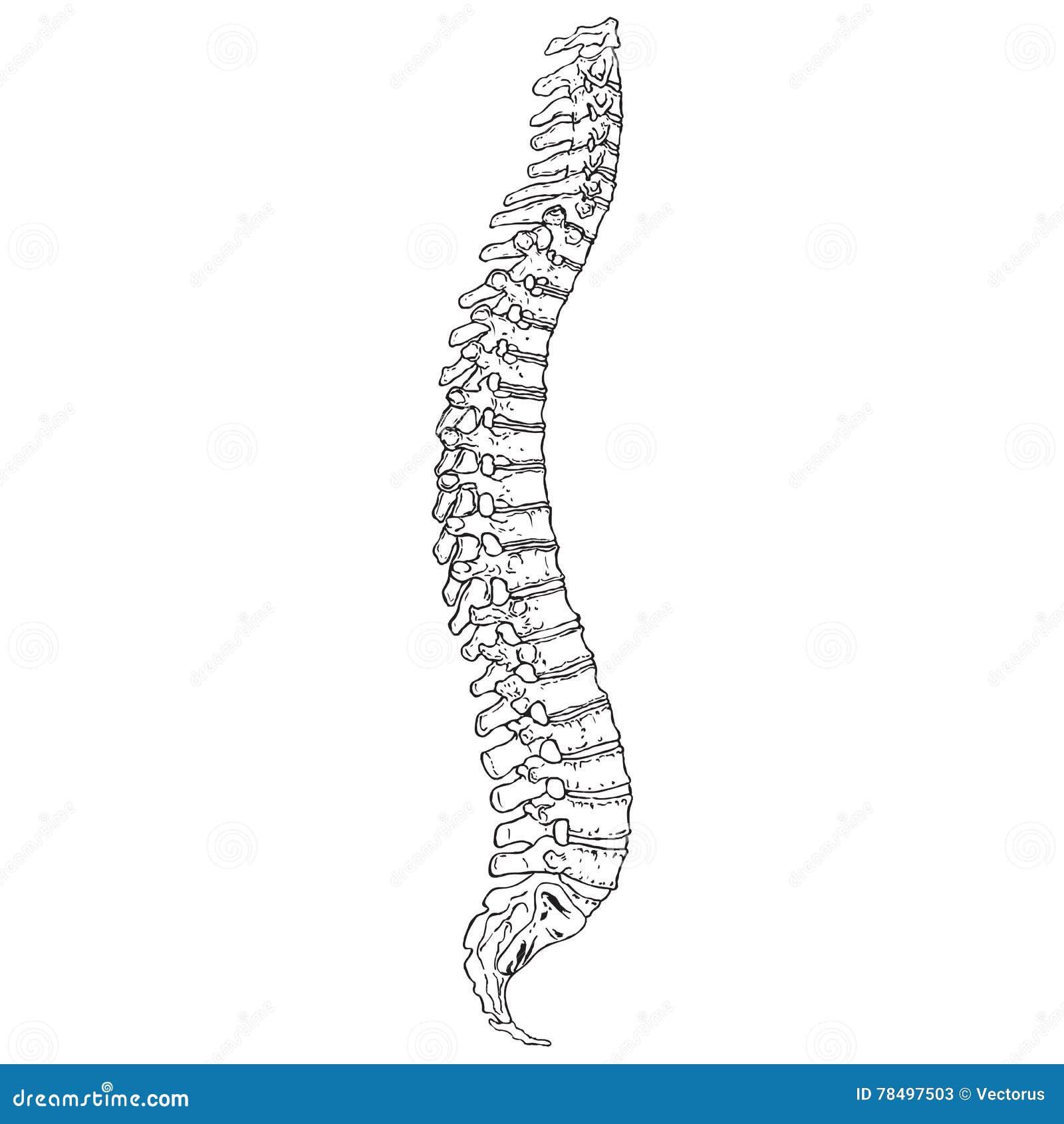 2800 Human Spine Drawing Illustrations RoyaltyFree Vector Graphics   Clip Art  iStock  Human spine vector Spine sketch