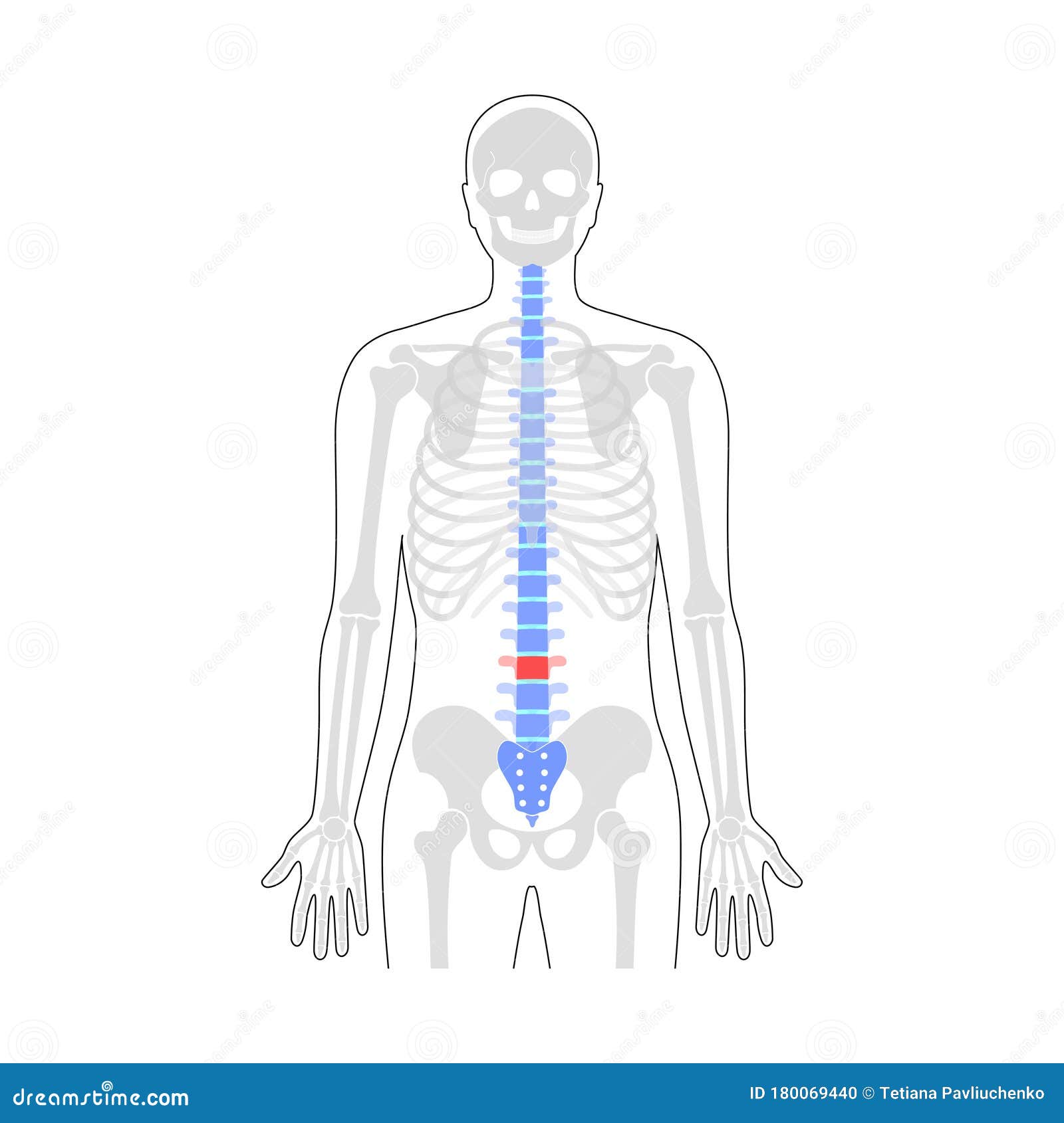 human spine pain  