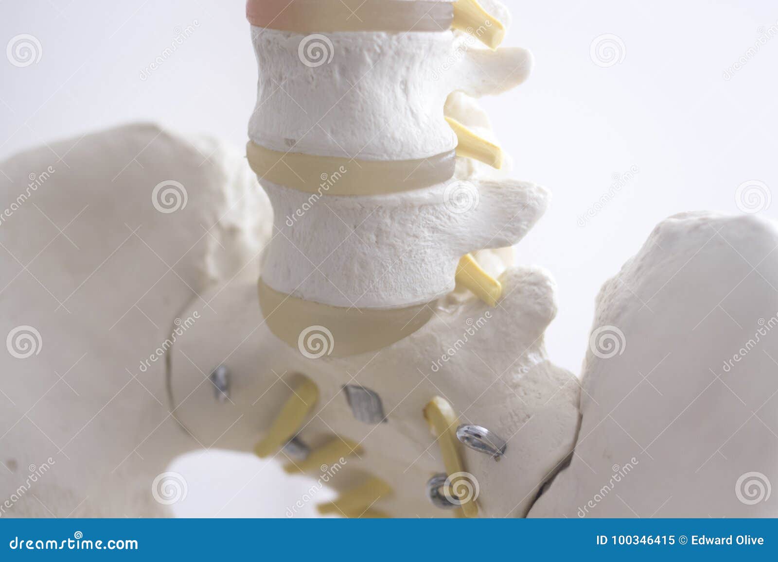 spine vertebrae spine vertebrae