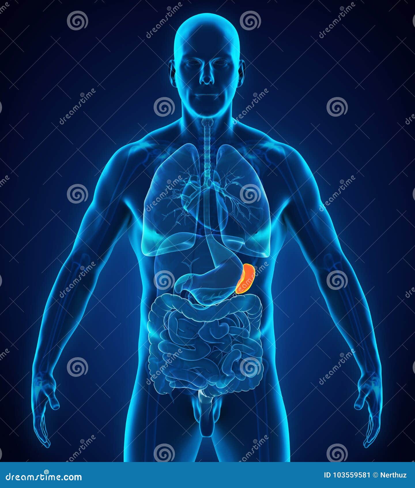 Spleen Diagram Human Body