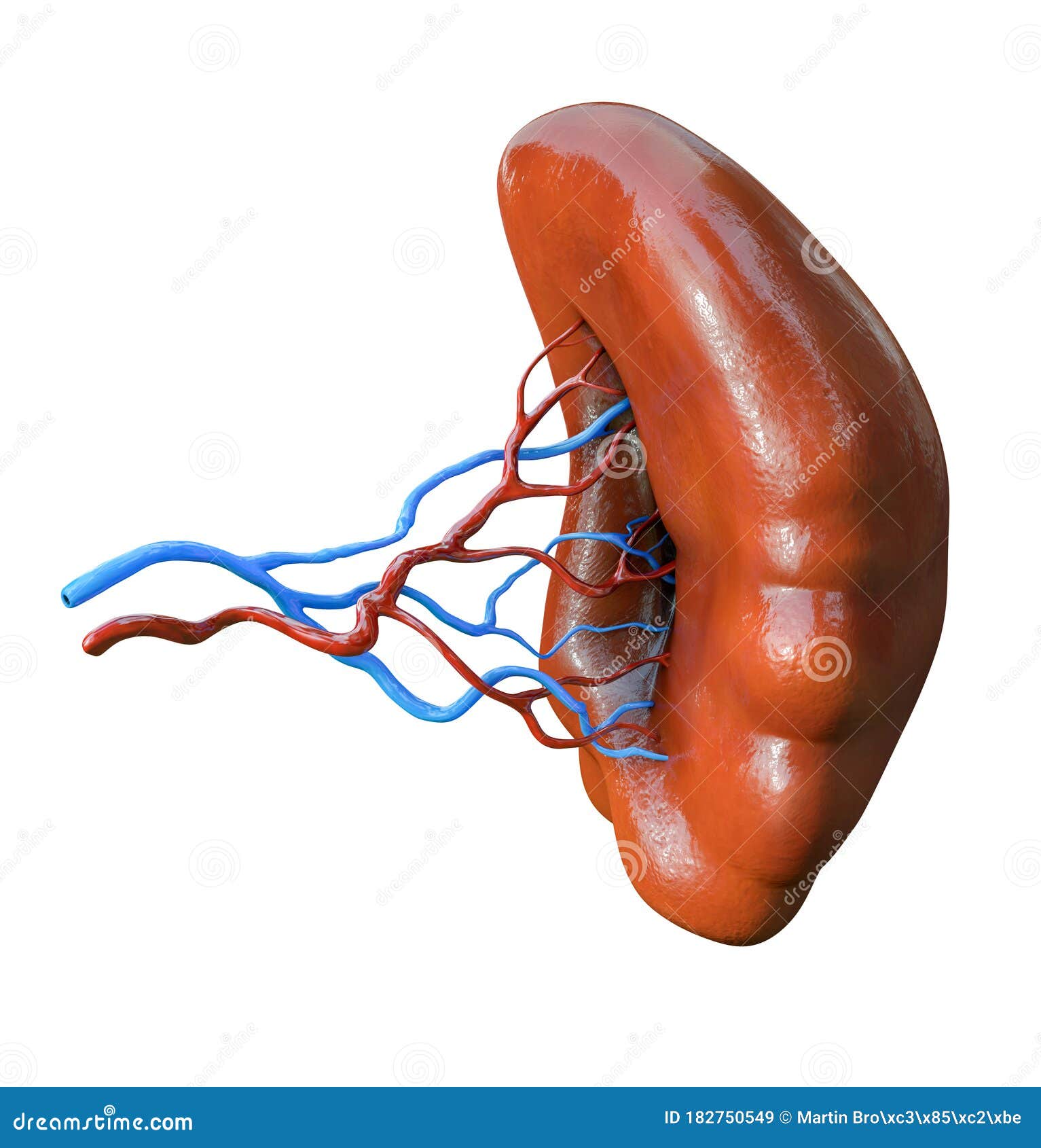 Stomach Spleen Anatomy