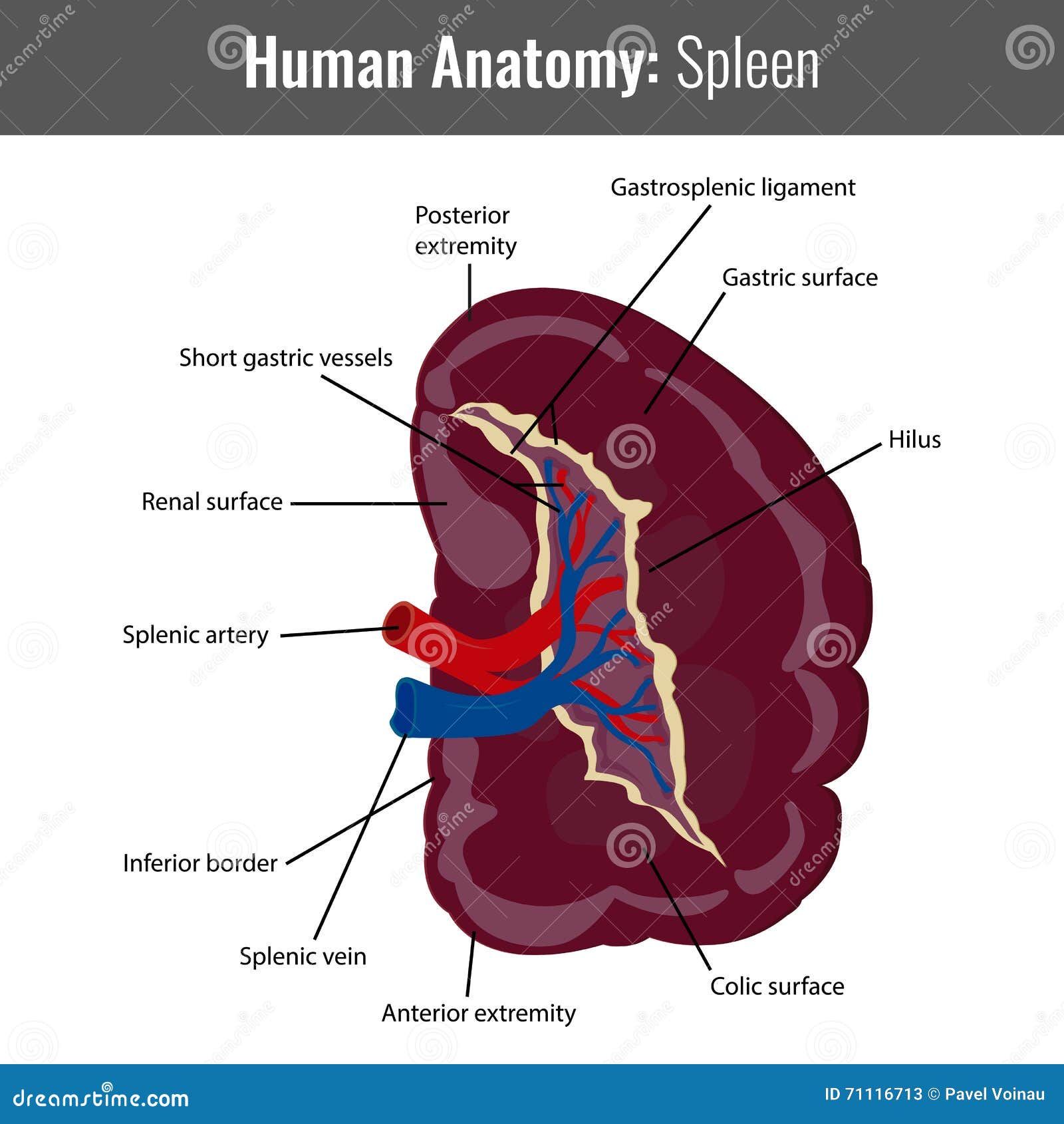 Spleen Anatomy