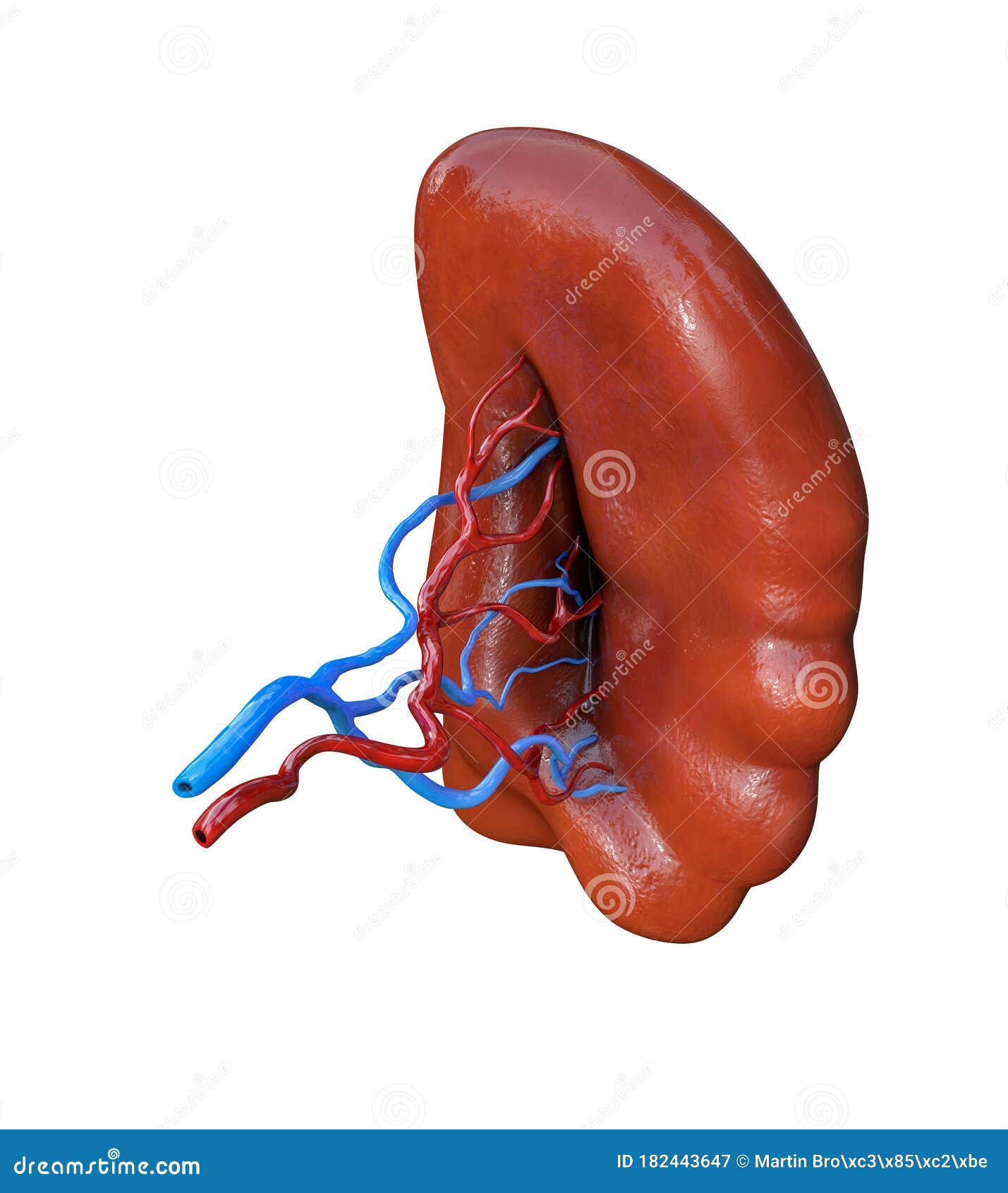 Human Spleen Isolated on White Background Stock Illustration ...