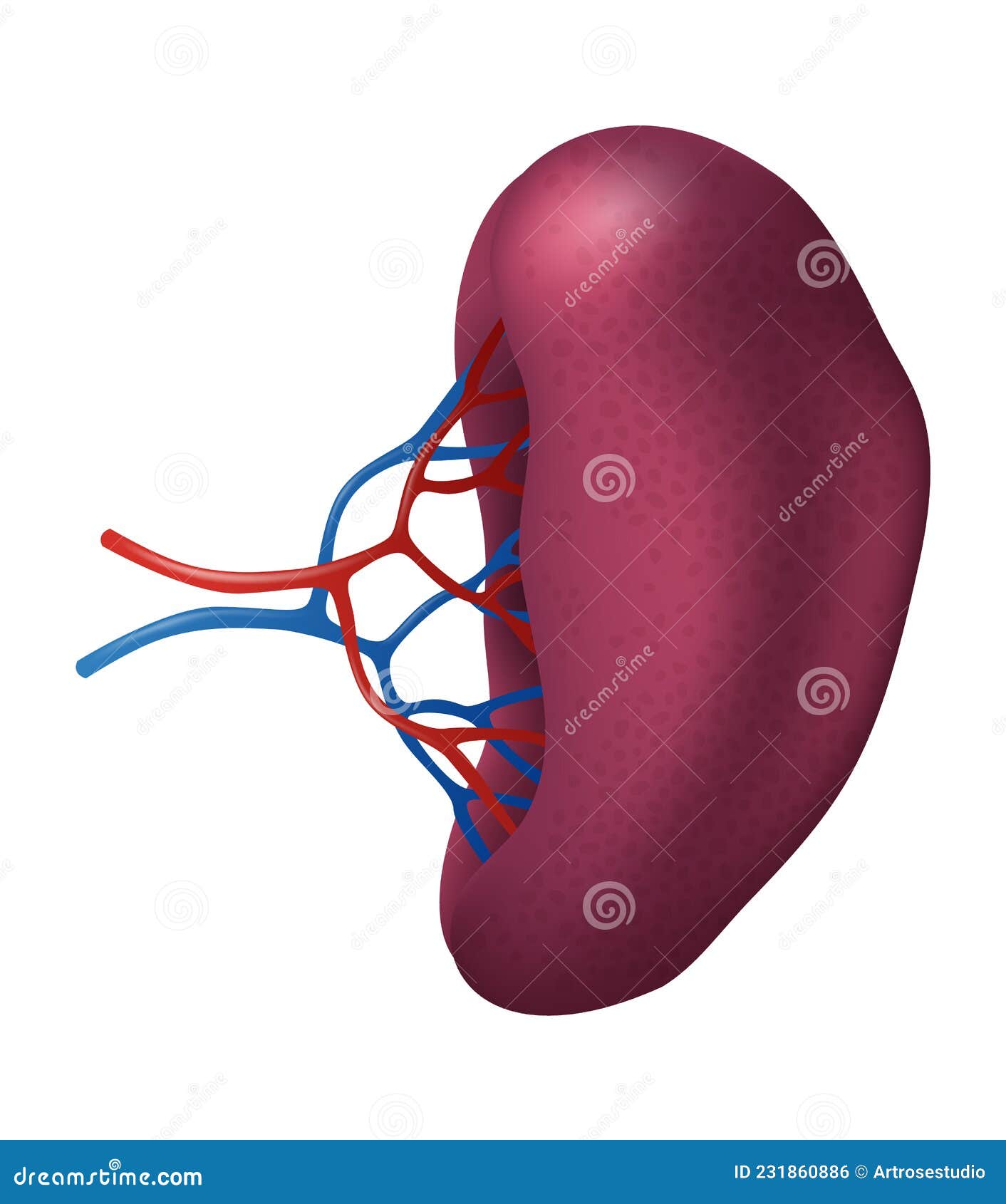 Human Spleen - Human Organs Collection, Realistic Vector Illustration ...