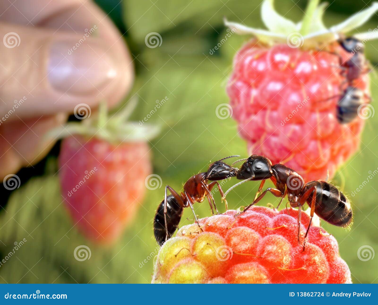Human Stealing Raspberry Till Ants are Kissing Stock Photo Image of fresh, insects 13862724