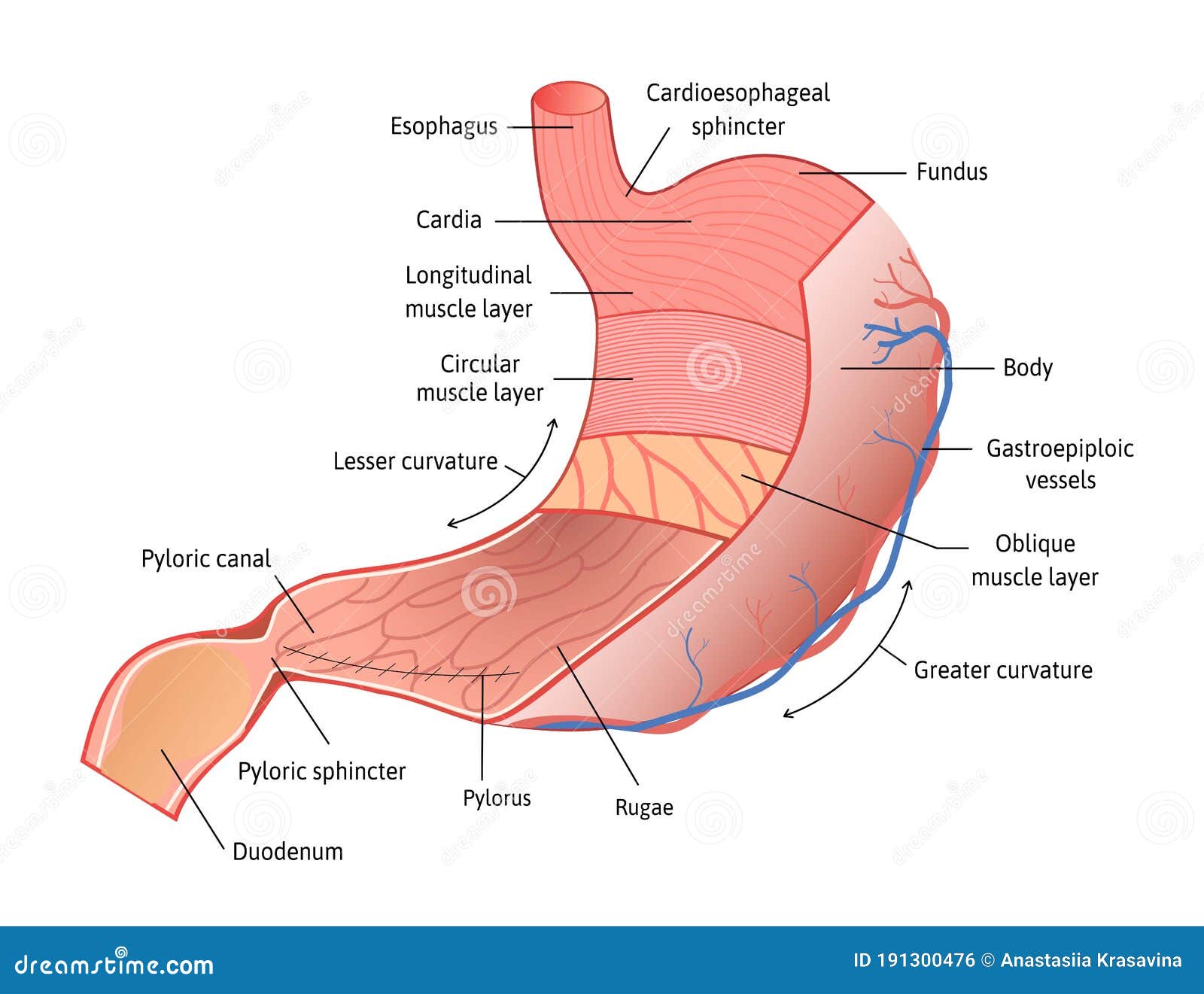 Human Stomach Anatomy Isolated on White Background. Stomach and Its