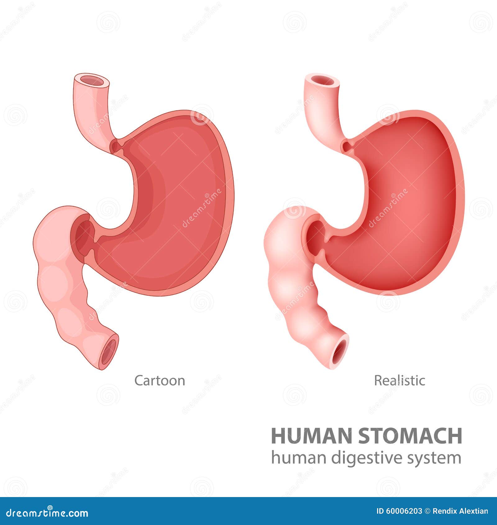 Abdomen Cartoon Cartoon Illustration Of Human Internal Stomach