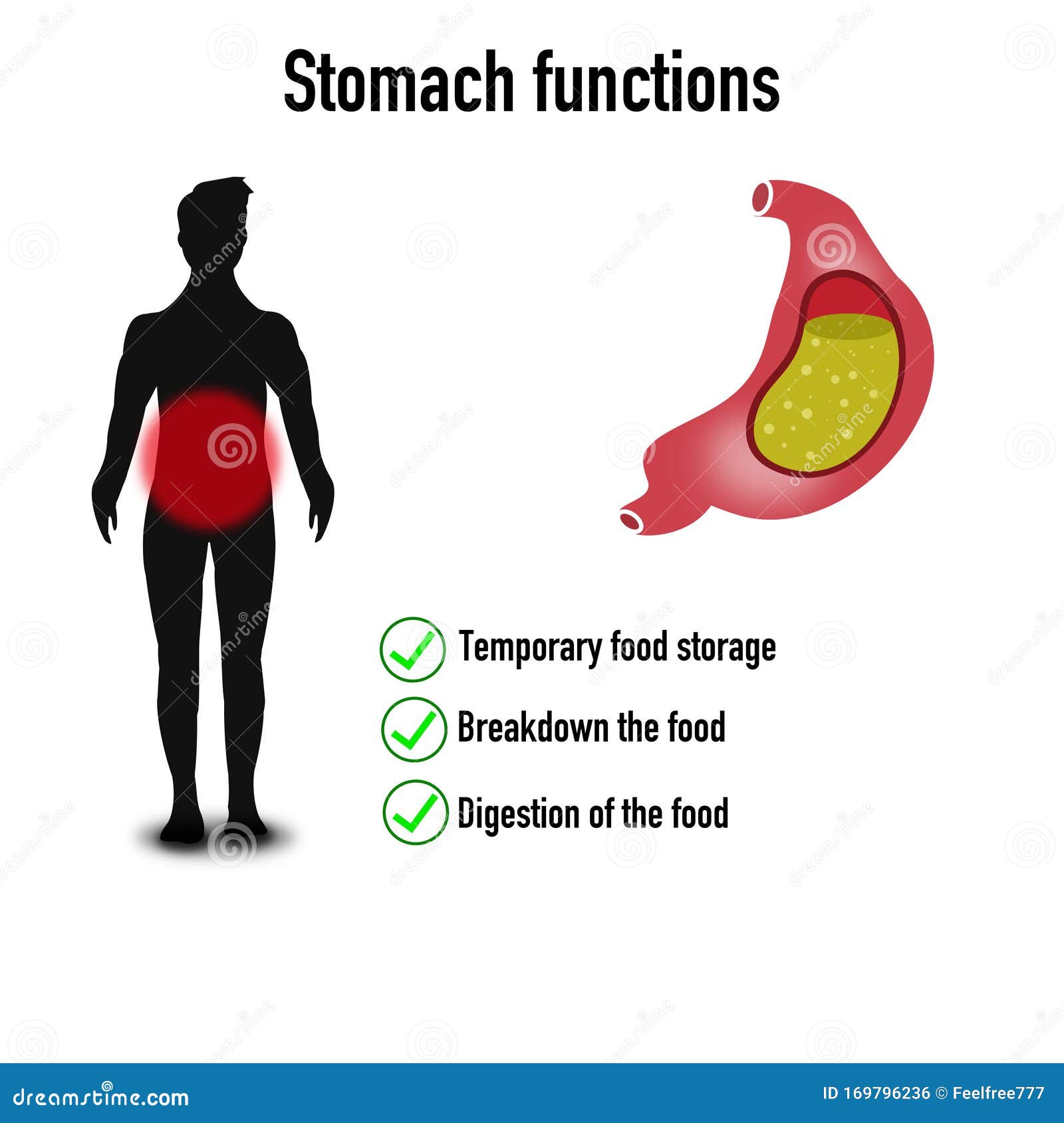 Human Stomach Functions Educational Sheet Stock Illustration