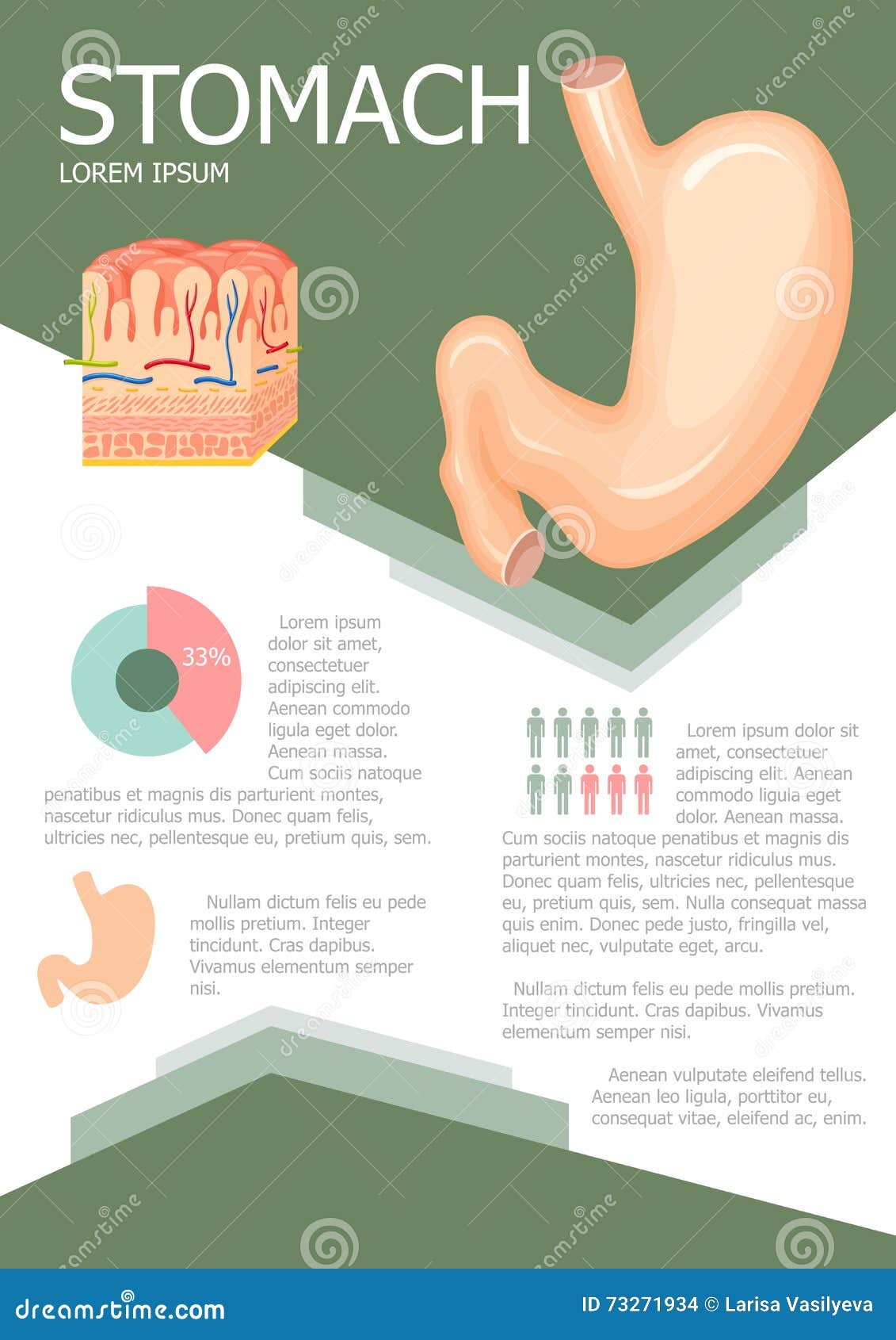 Stomach Chart