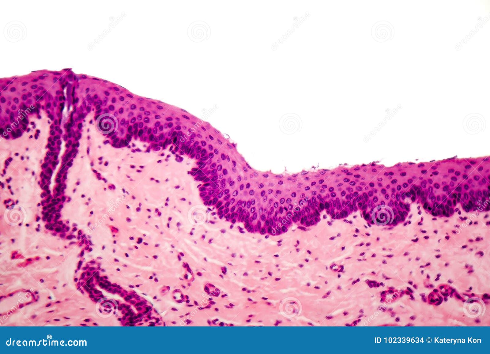 simple squamous epithelial tissue under microscope