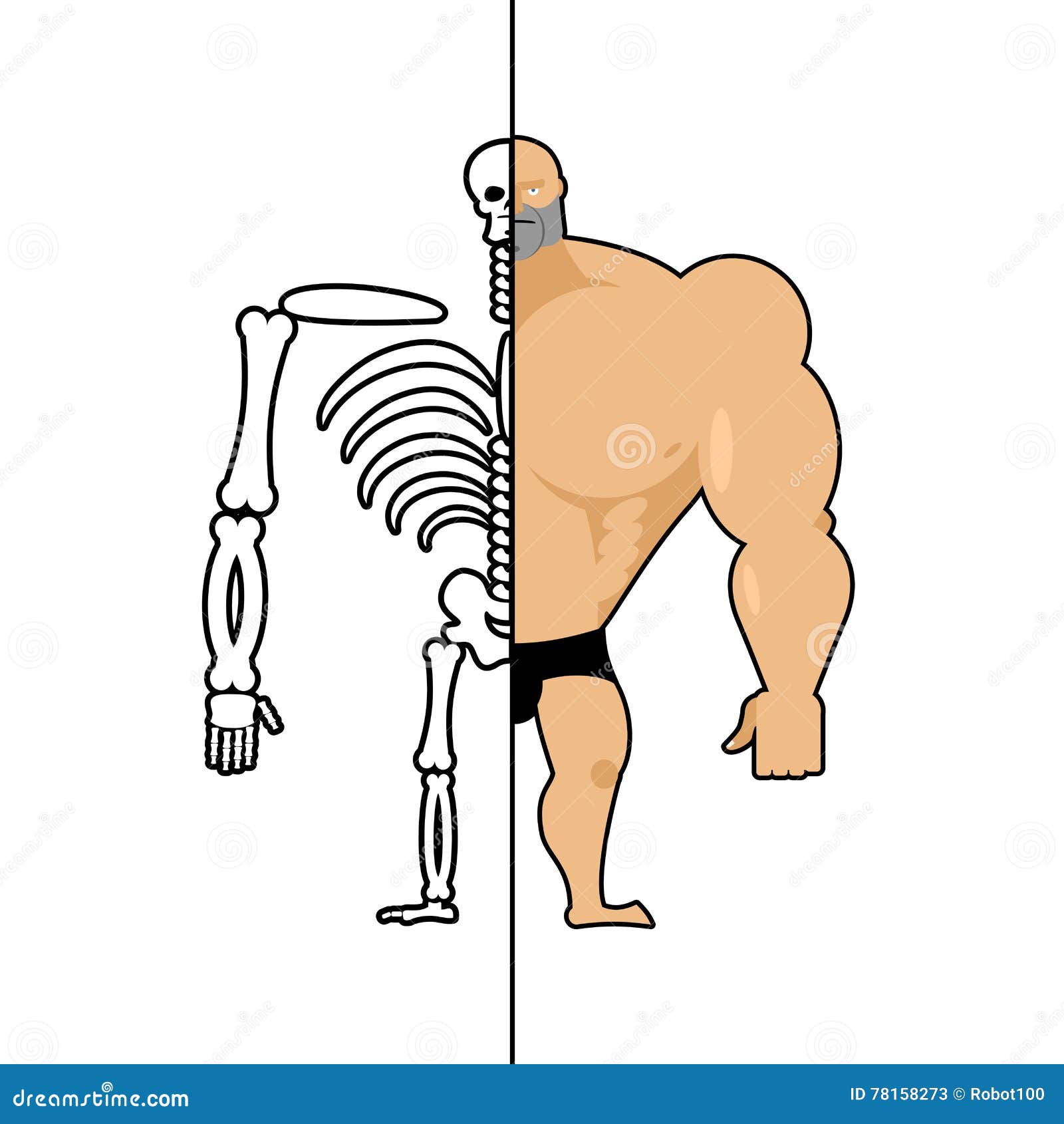 Human Structure. Skeleton Men. Construction of Athlete. Bones an Stock