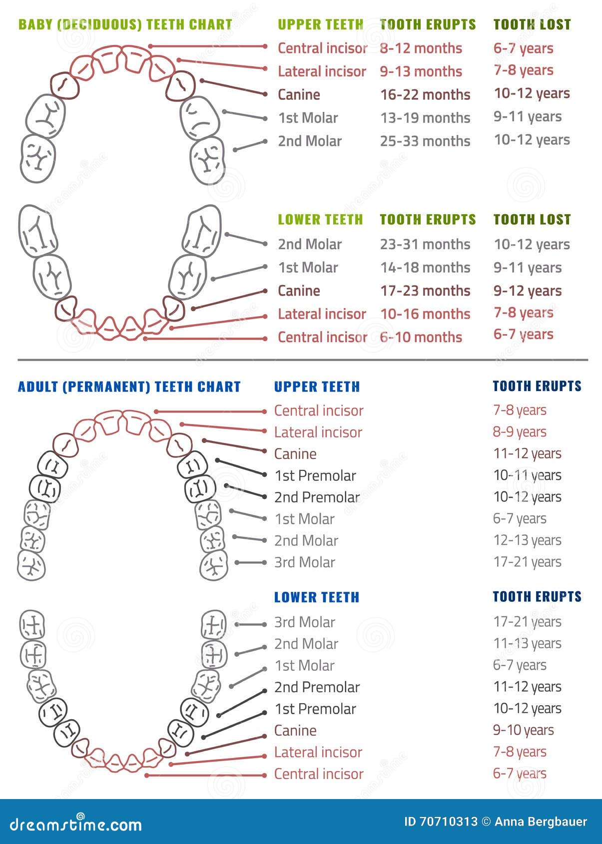Human Teeth Infographic Teeth Infographic Stock Vector