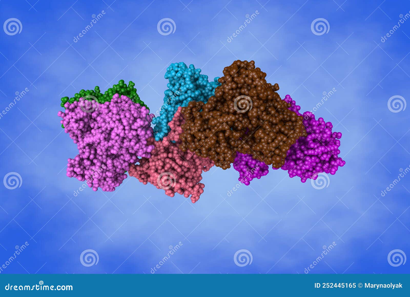 Human Thioredoxin Reductase 1. Spacefilling Molecular Model. Rendering