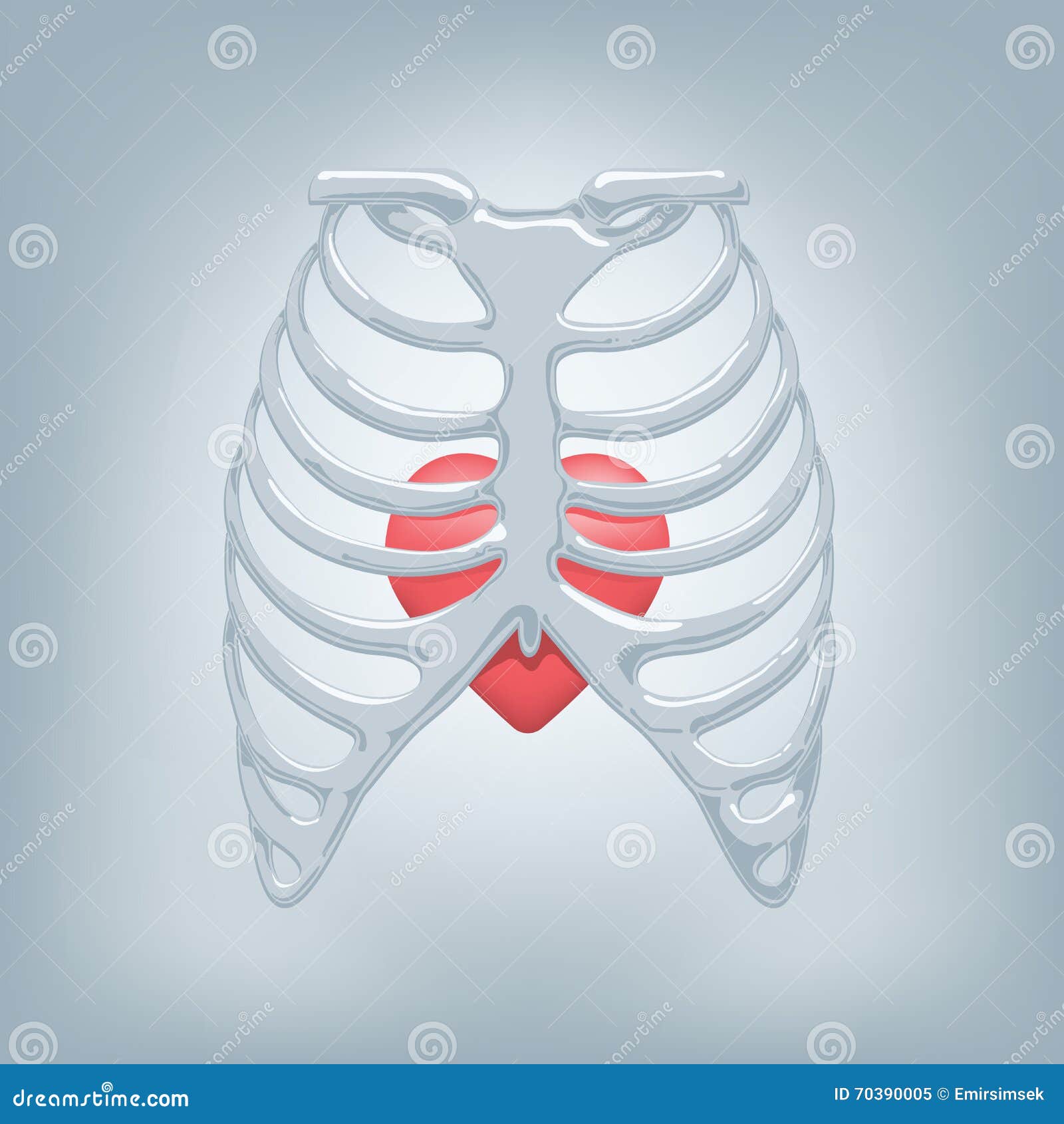 The Human Thorax Anatomy RoyaltyFree Illustration Biology Diagrams