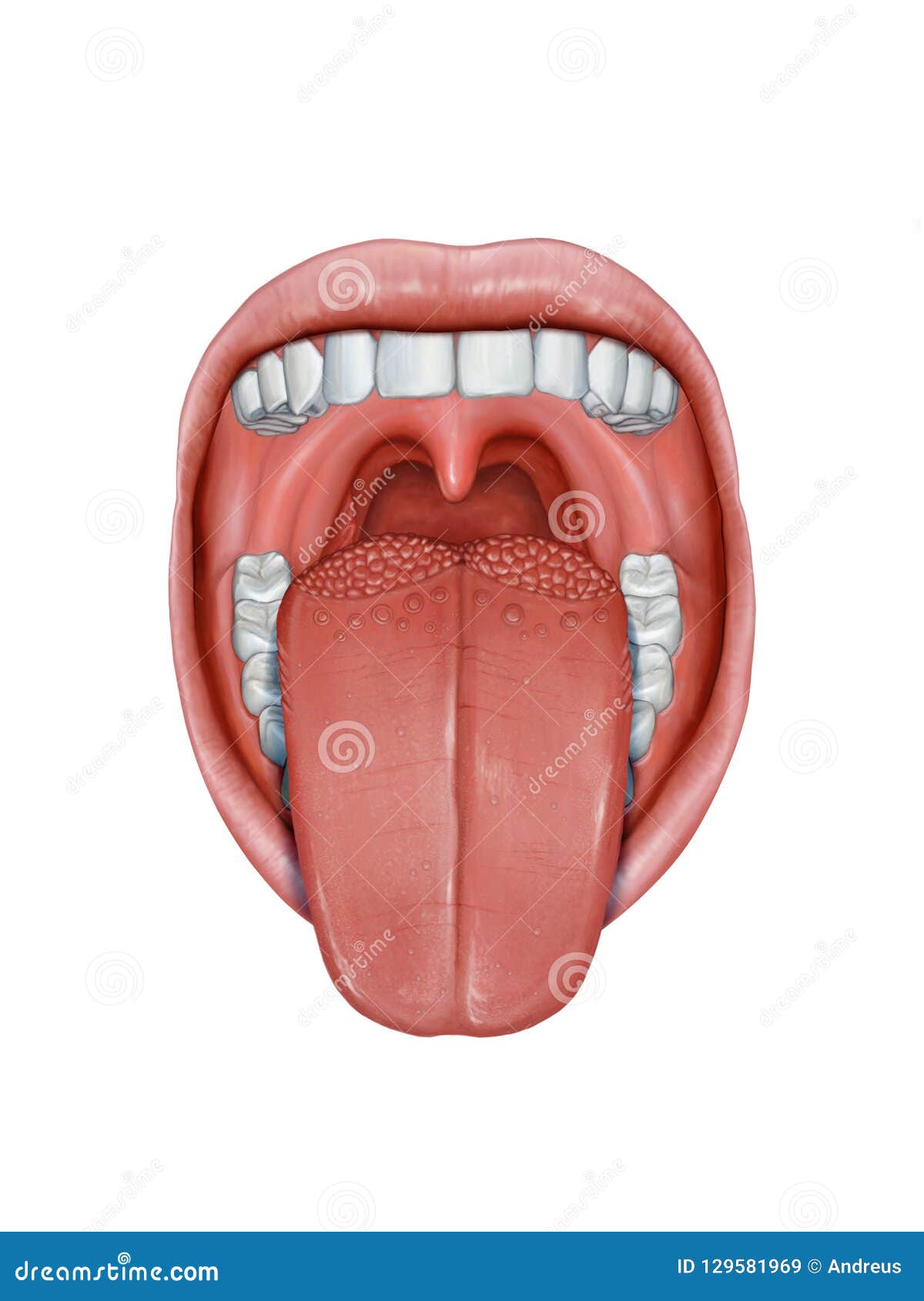 Tongue Anatomy Medical Vector Illustration Diagram. | CartoonDealer.com
