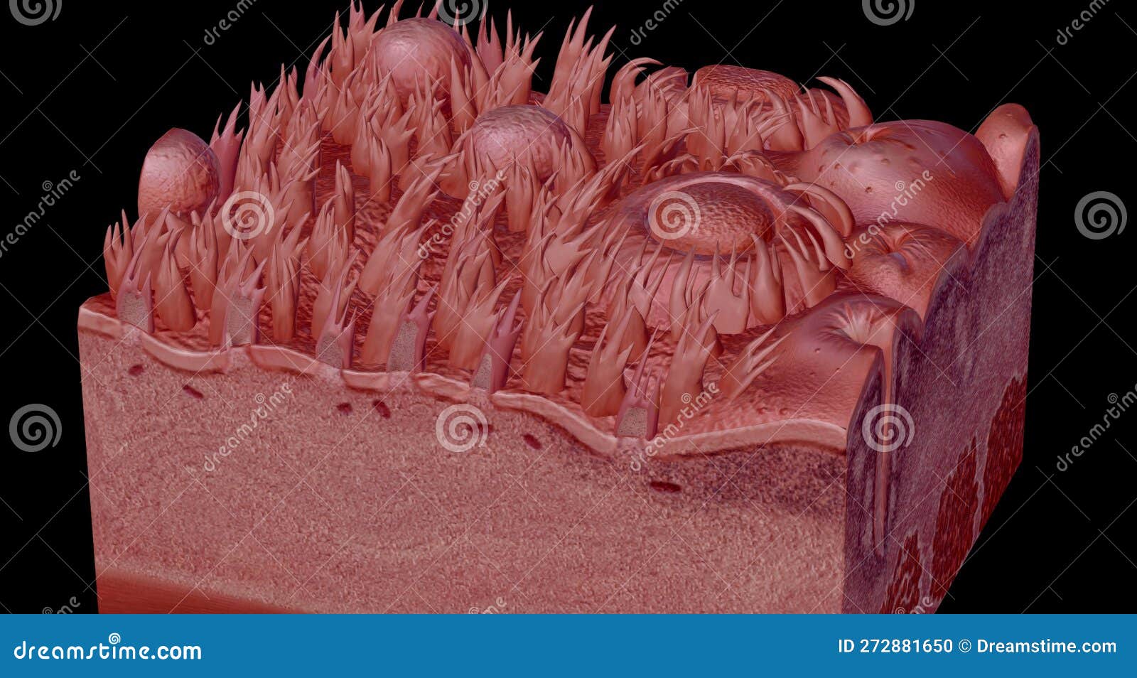 human tongue cross section showing its different anatomical ps