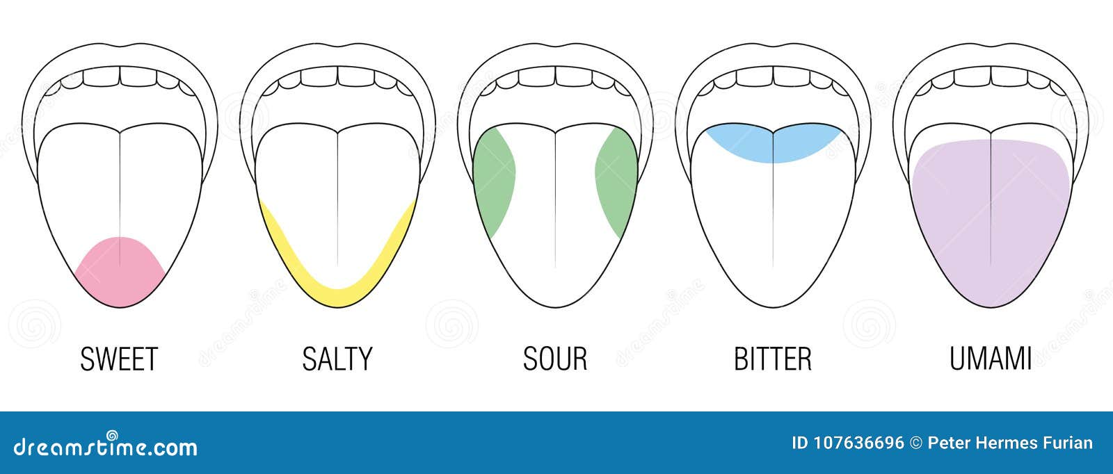 Taste Bud Location Chart