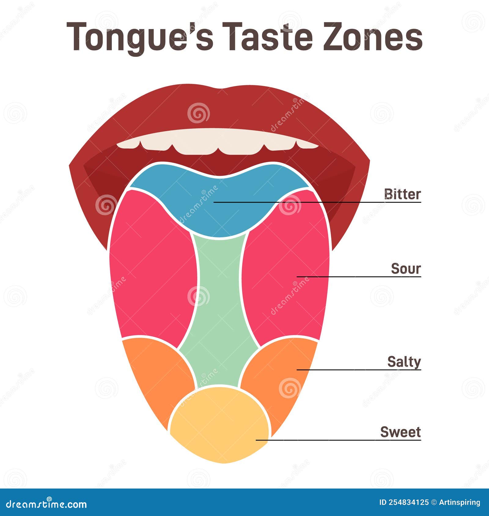 Taste Bud And The Papillae Of The Tongue. Basic Taste Areas: Sweet ...