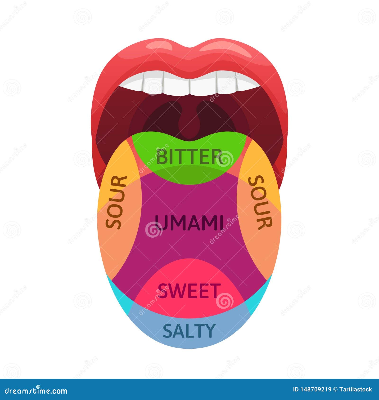 human tongue taste zones. sweet, bitter and salty tastes receptors. tasting areas, umami and sour diagram cartoon 