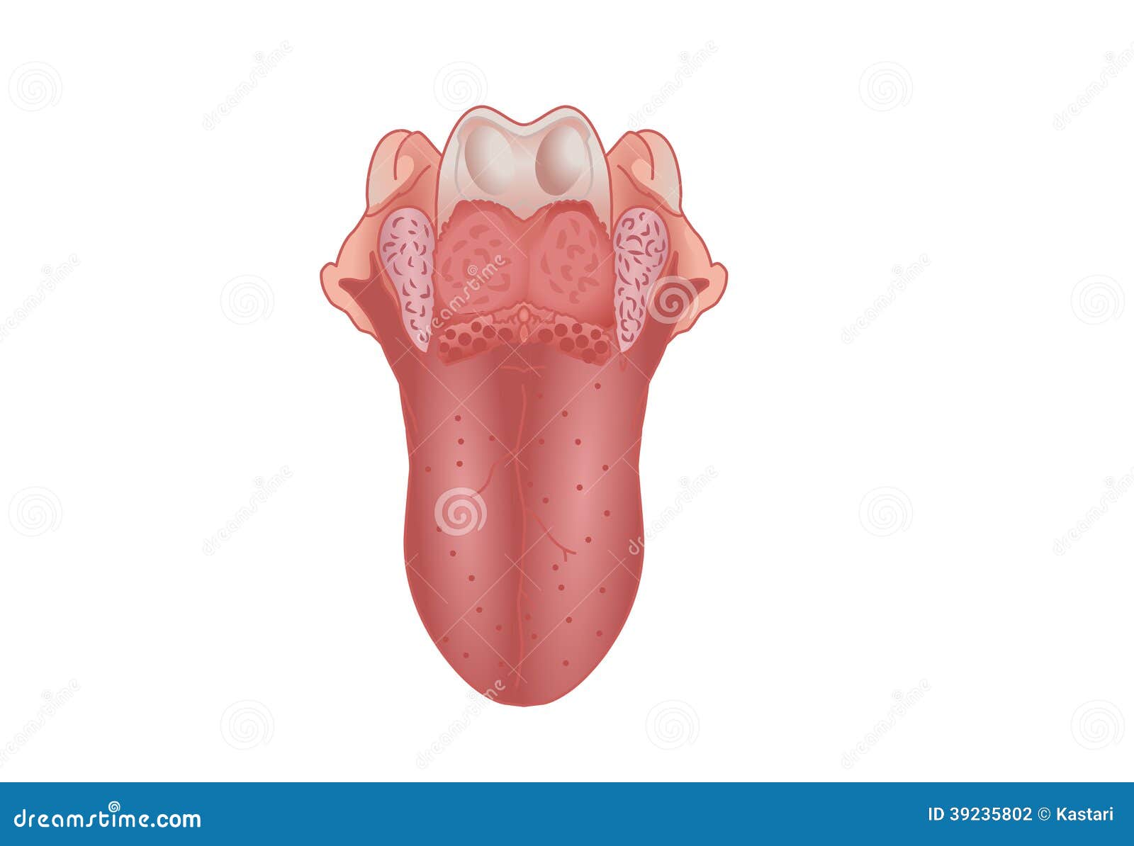 Human Tongue Stock Illustration - Image: 39235802