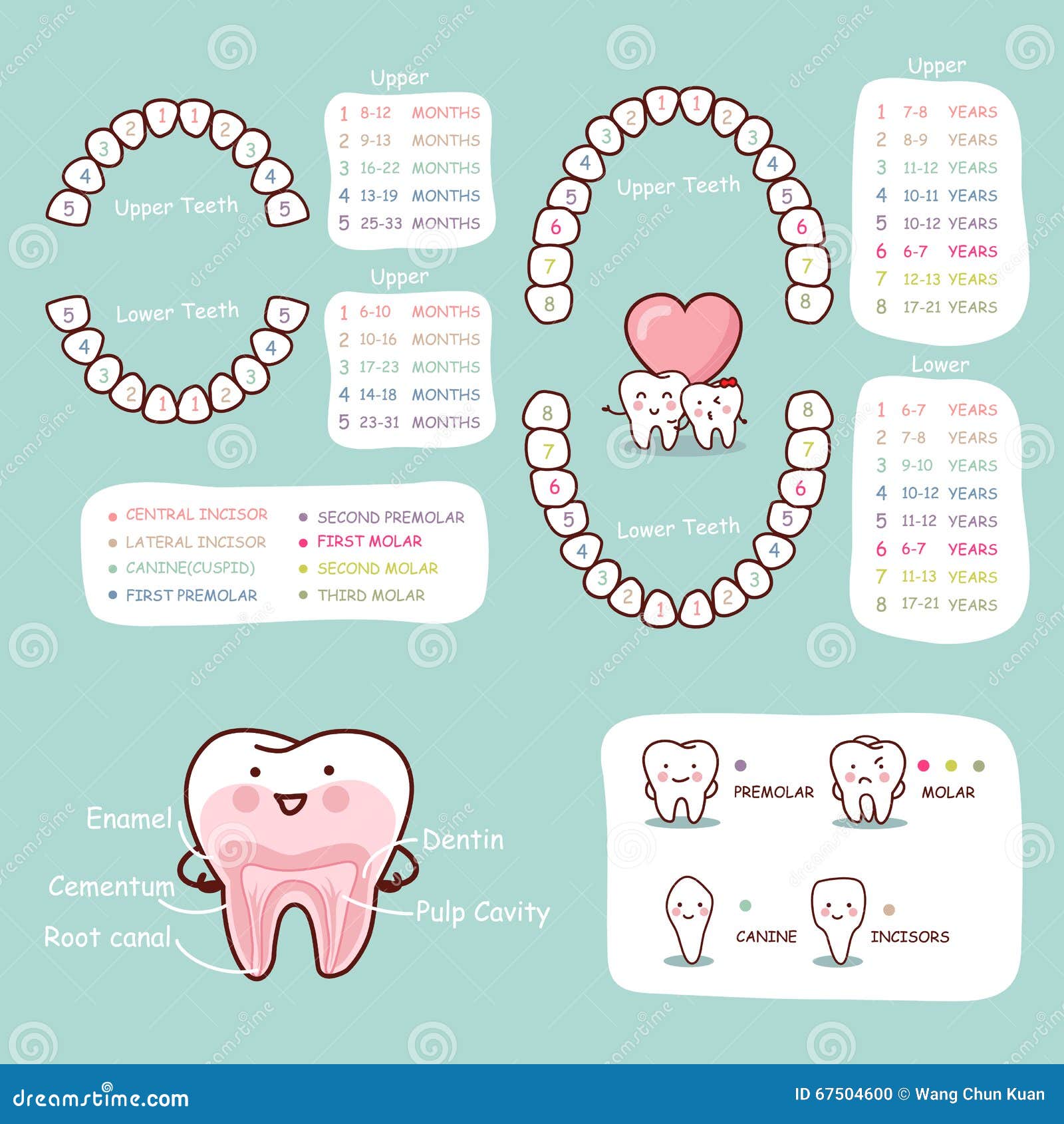 Human Tooth Anatomy Infographic Diagram Vector Illustration