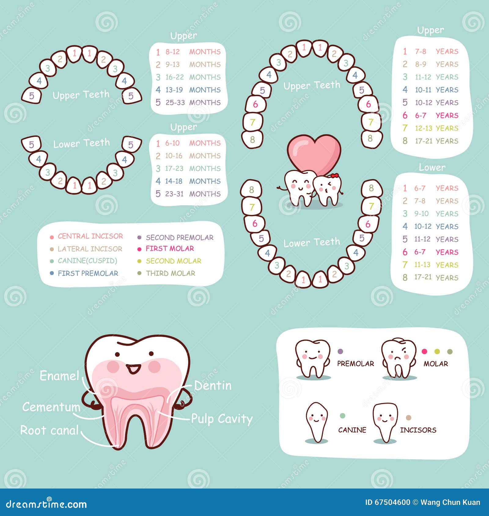 human tooth cartoon anatomy chart