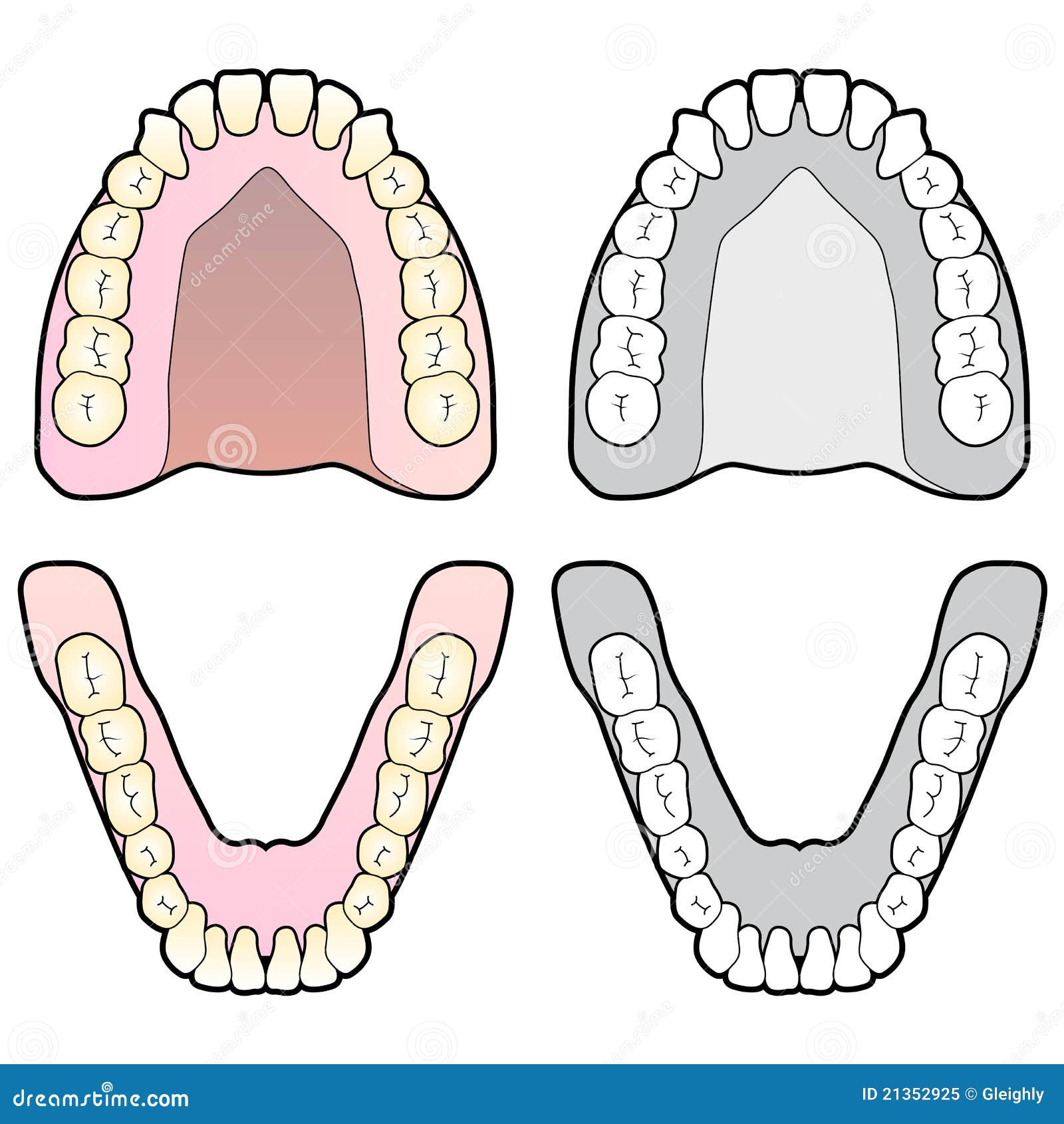 Human Teeth Chart