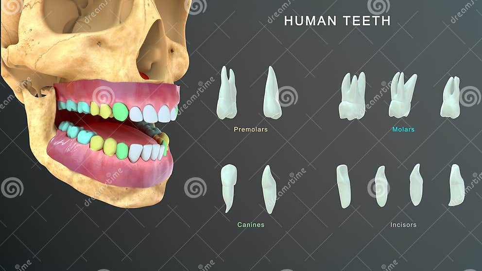 human-tooth-incisors-canines-premolars-molars-and-third-molars