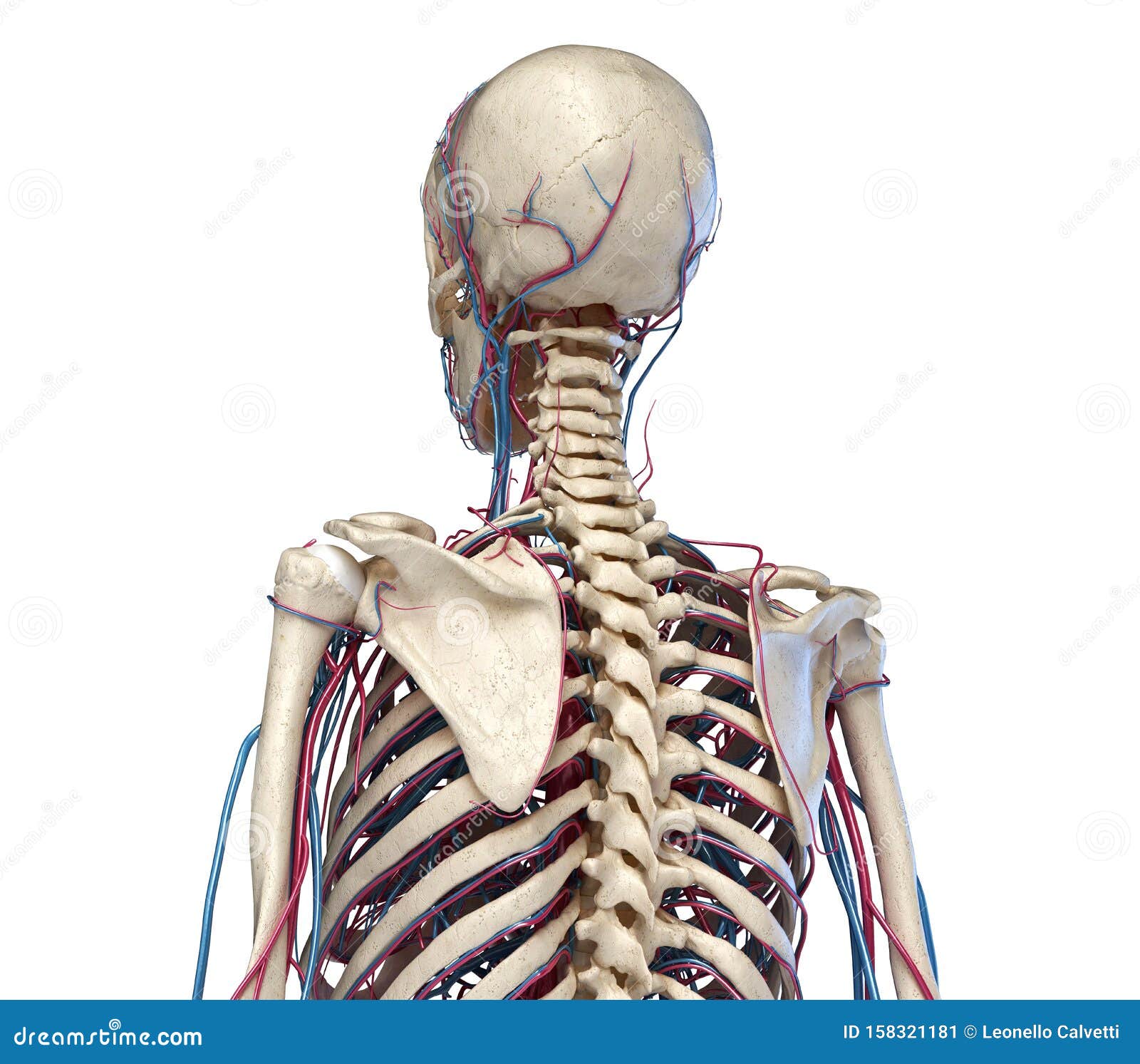 Human Torso Anatomy Skeleton With Veins And Arteries Back Perspective View Stock Illustration Illustration Of Facial Head 158321181